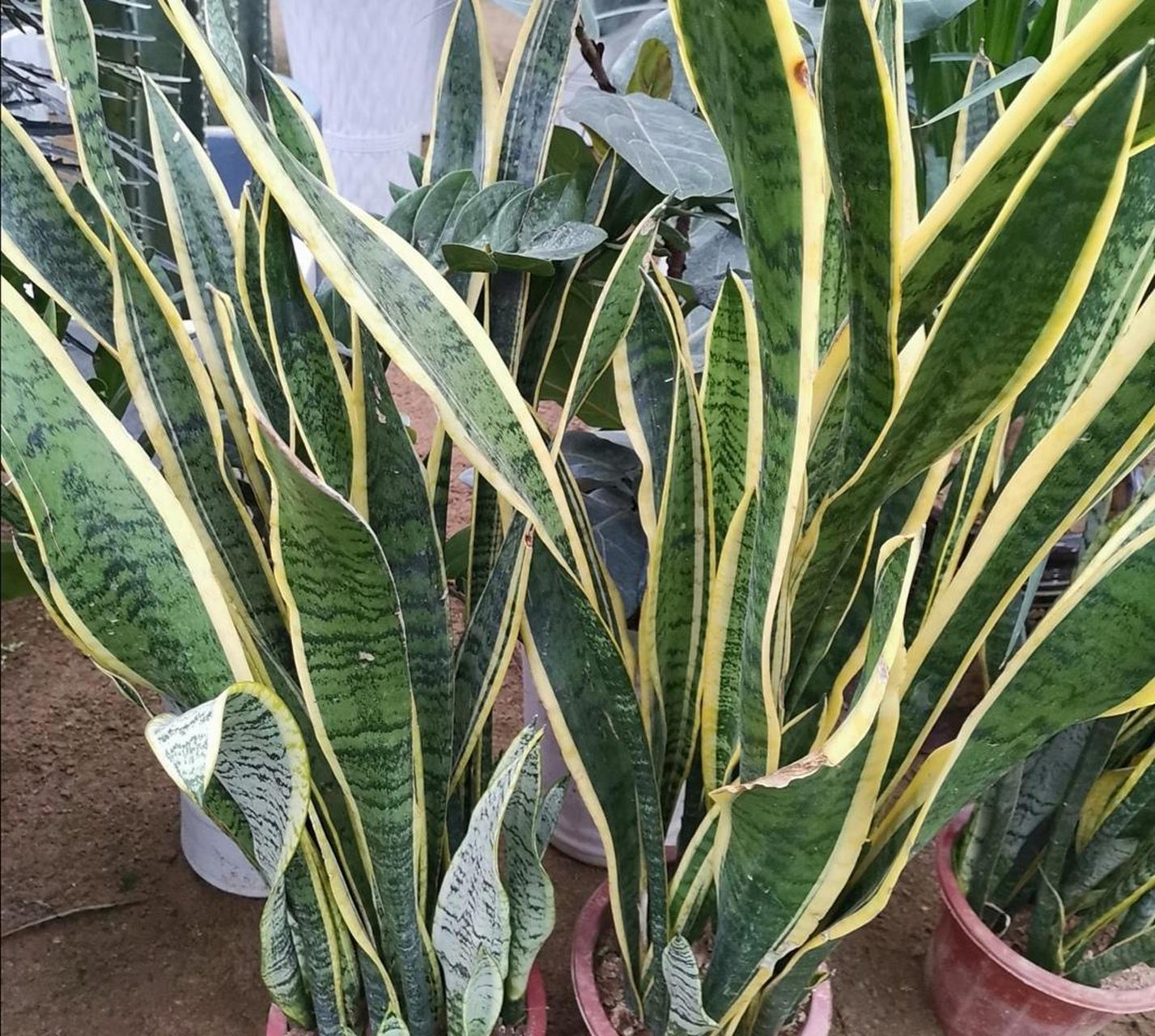 家里养得观叶花卉,在 季节的养护也是非常关键的,养护好了植株生长