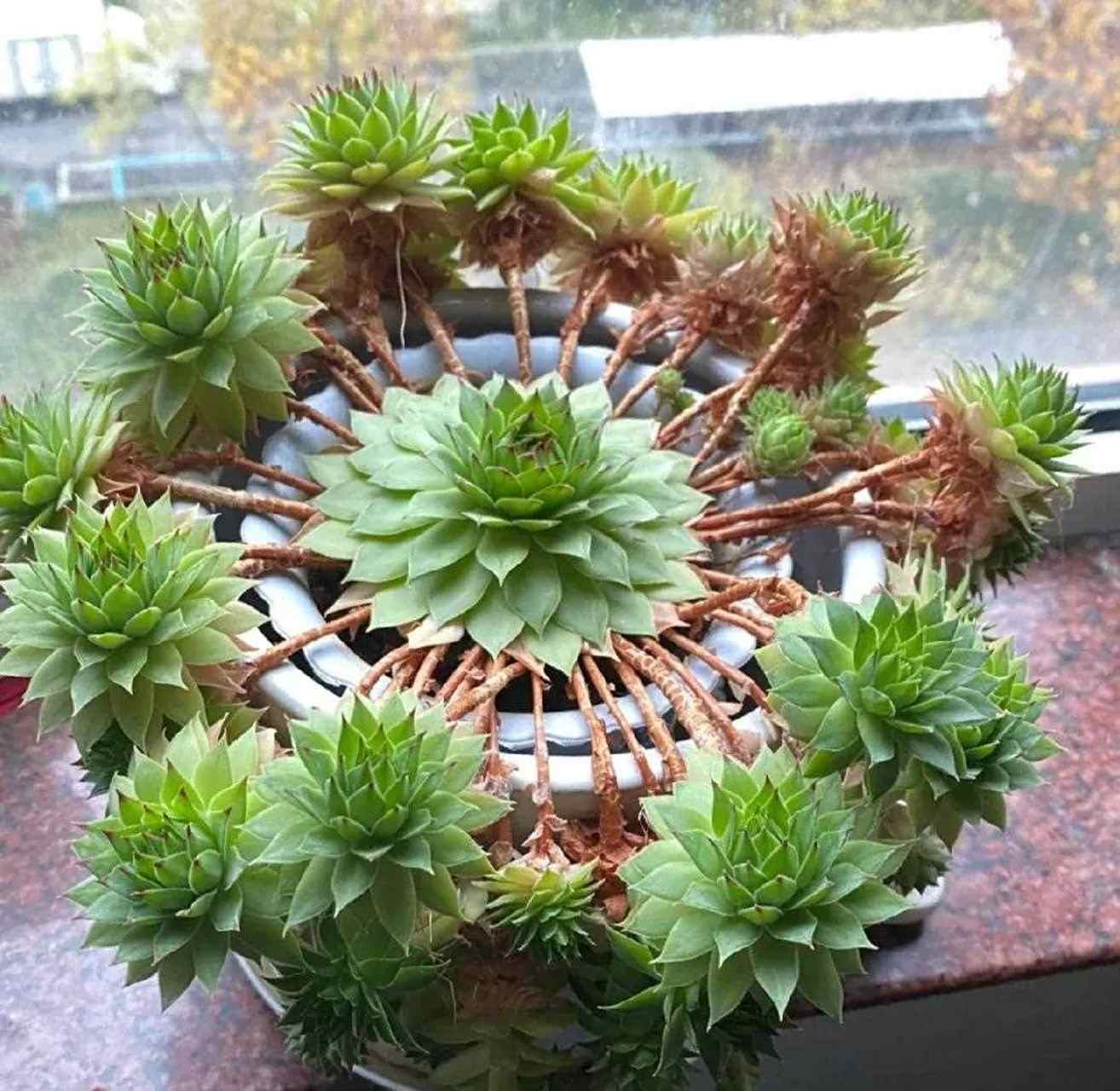 观音莲,虽然是非常普通的一种多肉植物,可是它的繁殖能力非常强,一般