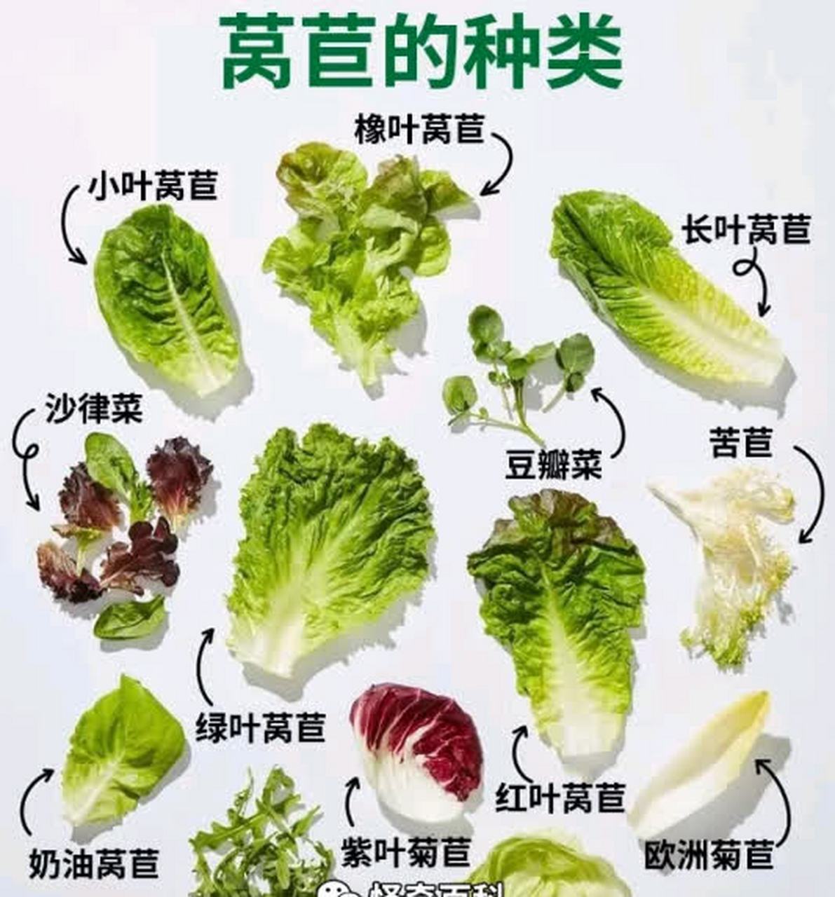 原来生菜有这么多种类,以前真的不知道[大笑]