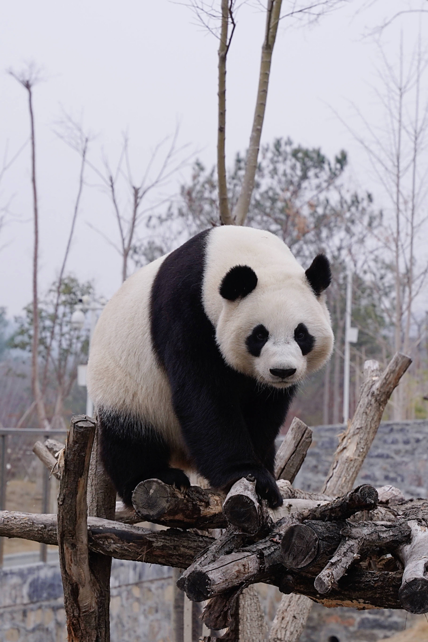 hi,我是熊猫:京宝  今年6岁,现居住在:湖南省凤凰中华大熊猫苑.