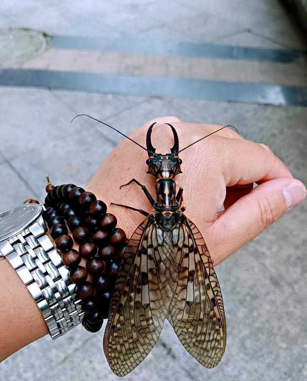 查了资料越中巨齿蛉.