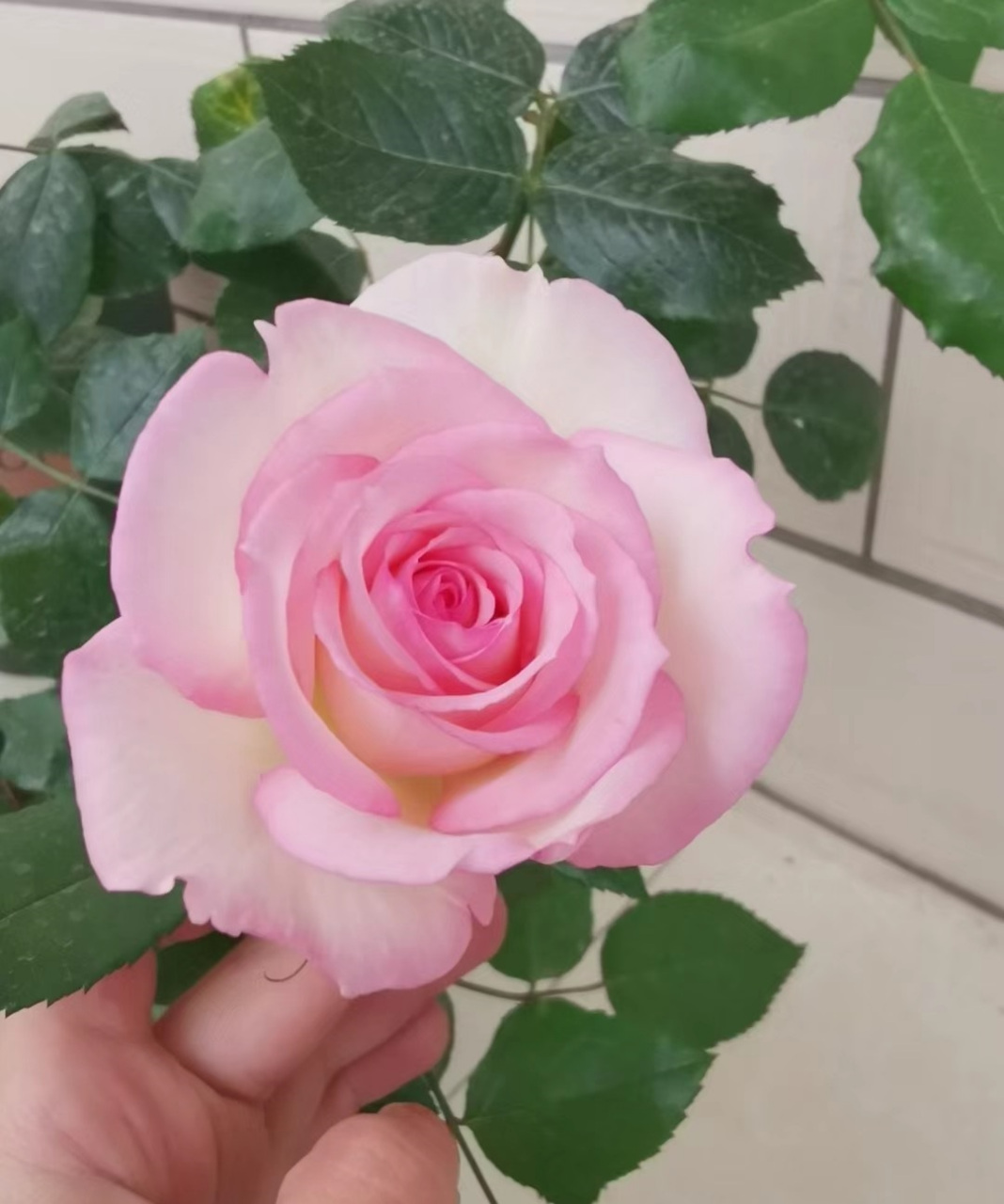 秋天,是月季花的第二个盛花期,这个品种名叫"乐天派",一个可以和切花