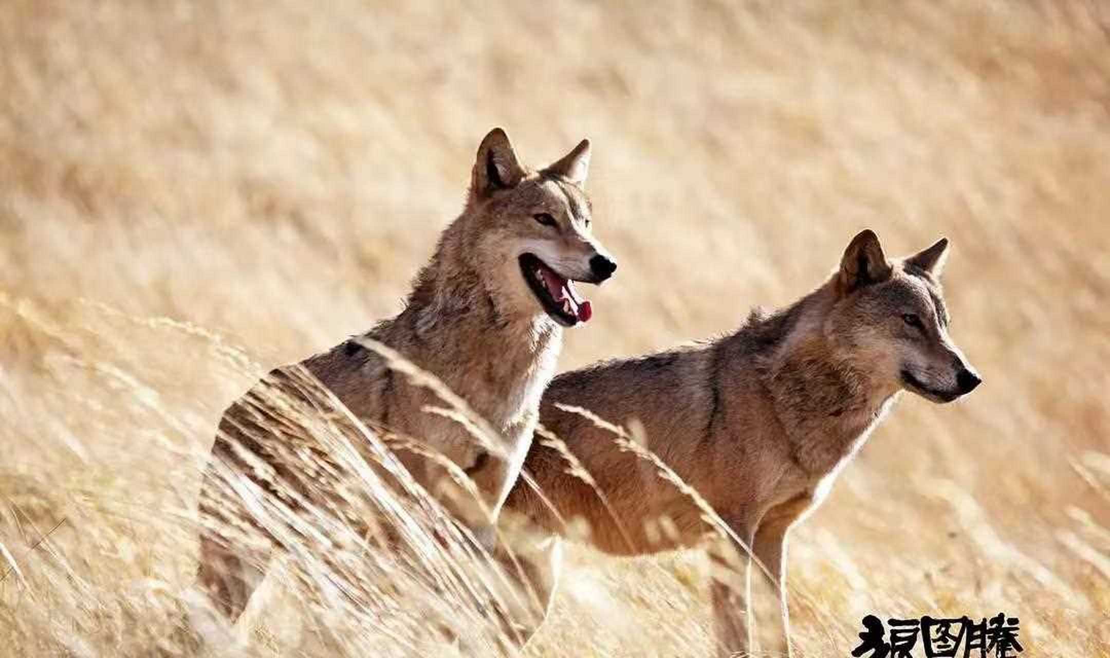 为了拍摄《军犬》,面对功勋犬海龙因拍戏被炸弹炸得粉身碎骨,网友气愤