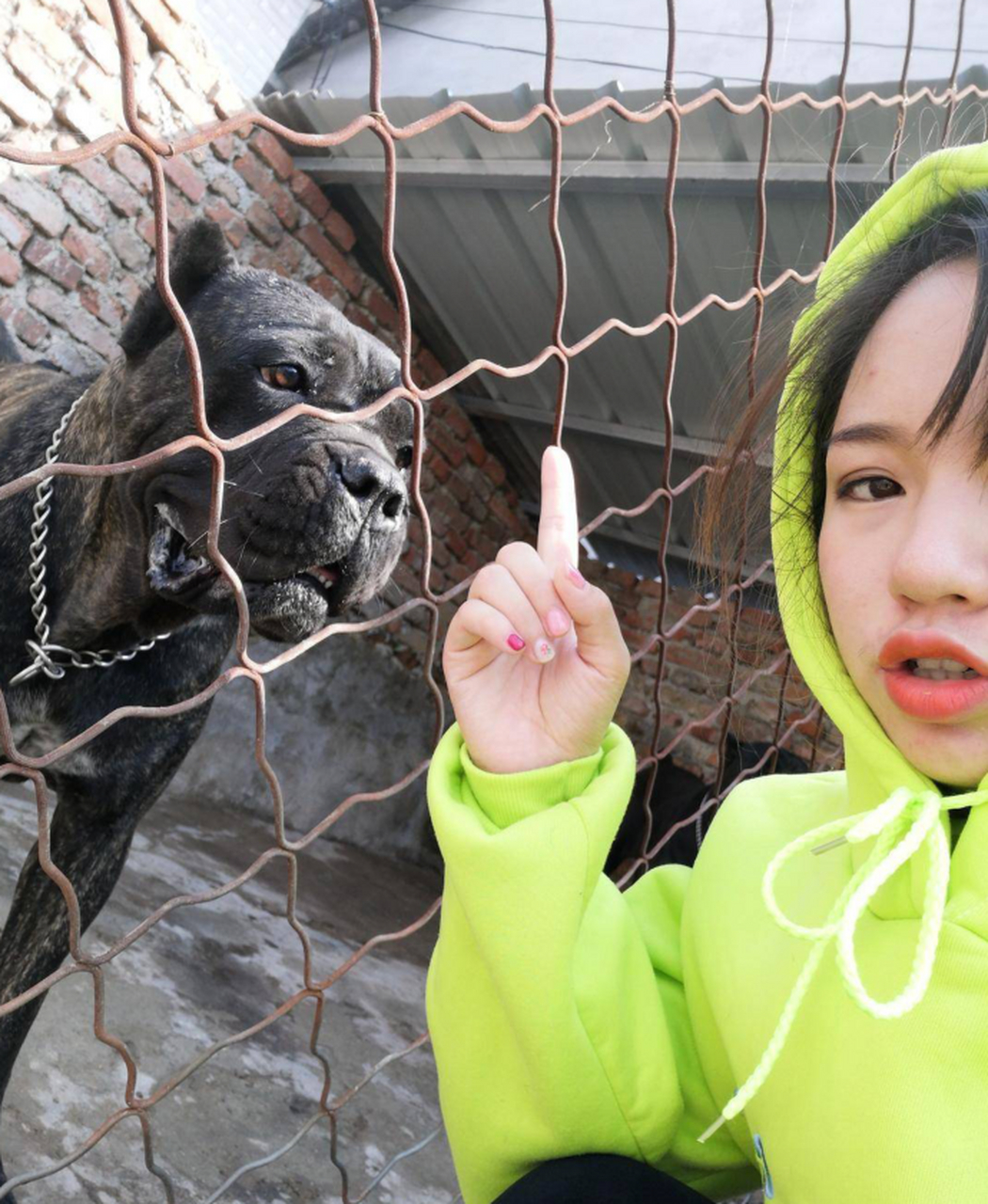 分享猛犬与美女的日常,意大利卡斯罗犬