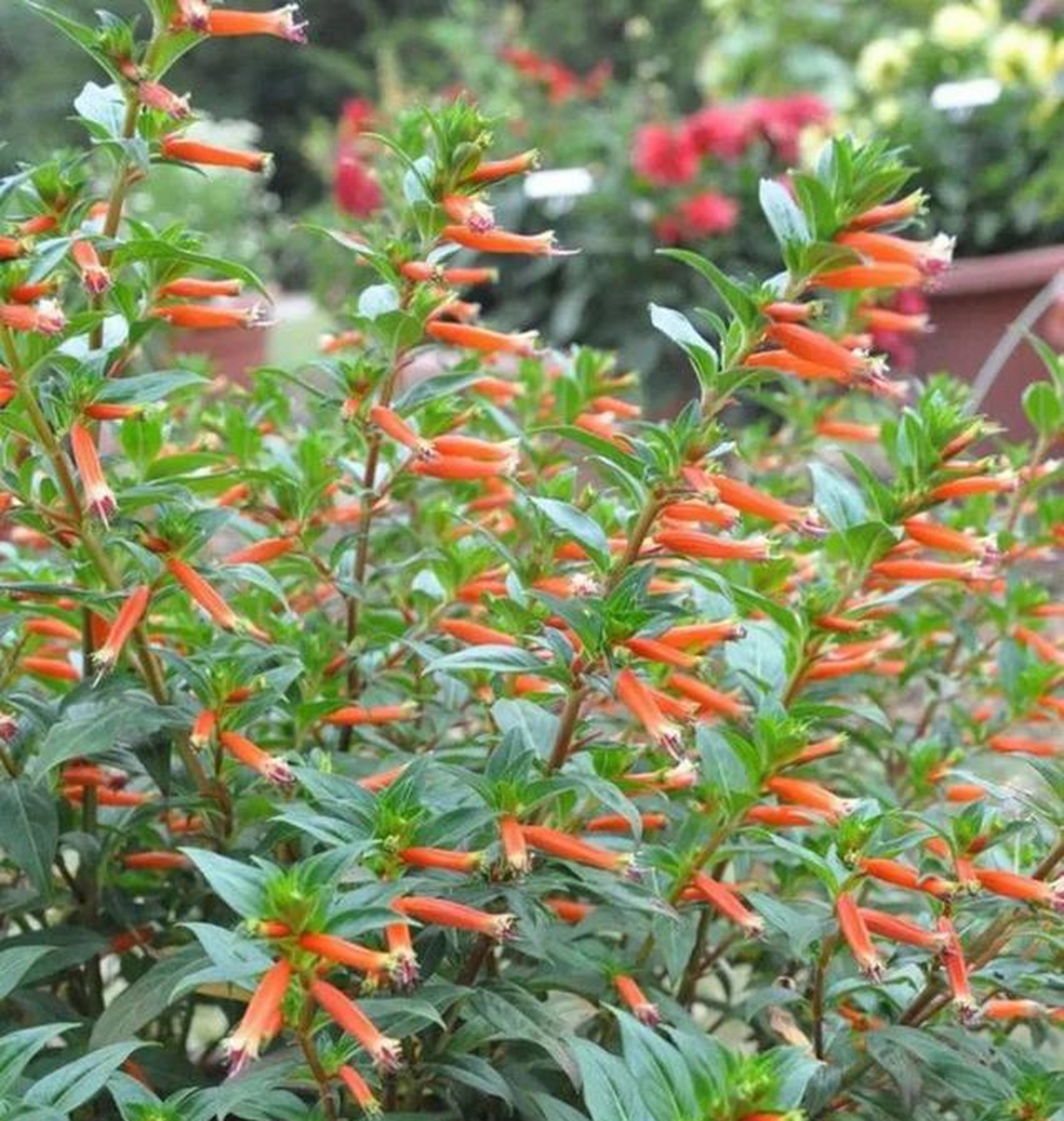 盆栽养护的鸟尾花要注意经常施肥,花朵开败后及时修剪,促进长出更多