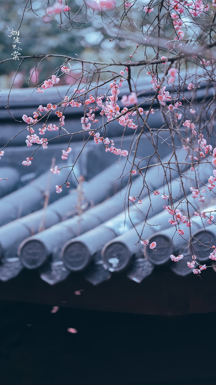 一天云破碎,两树玉扶疏. 摄影师:烟波里的棠