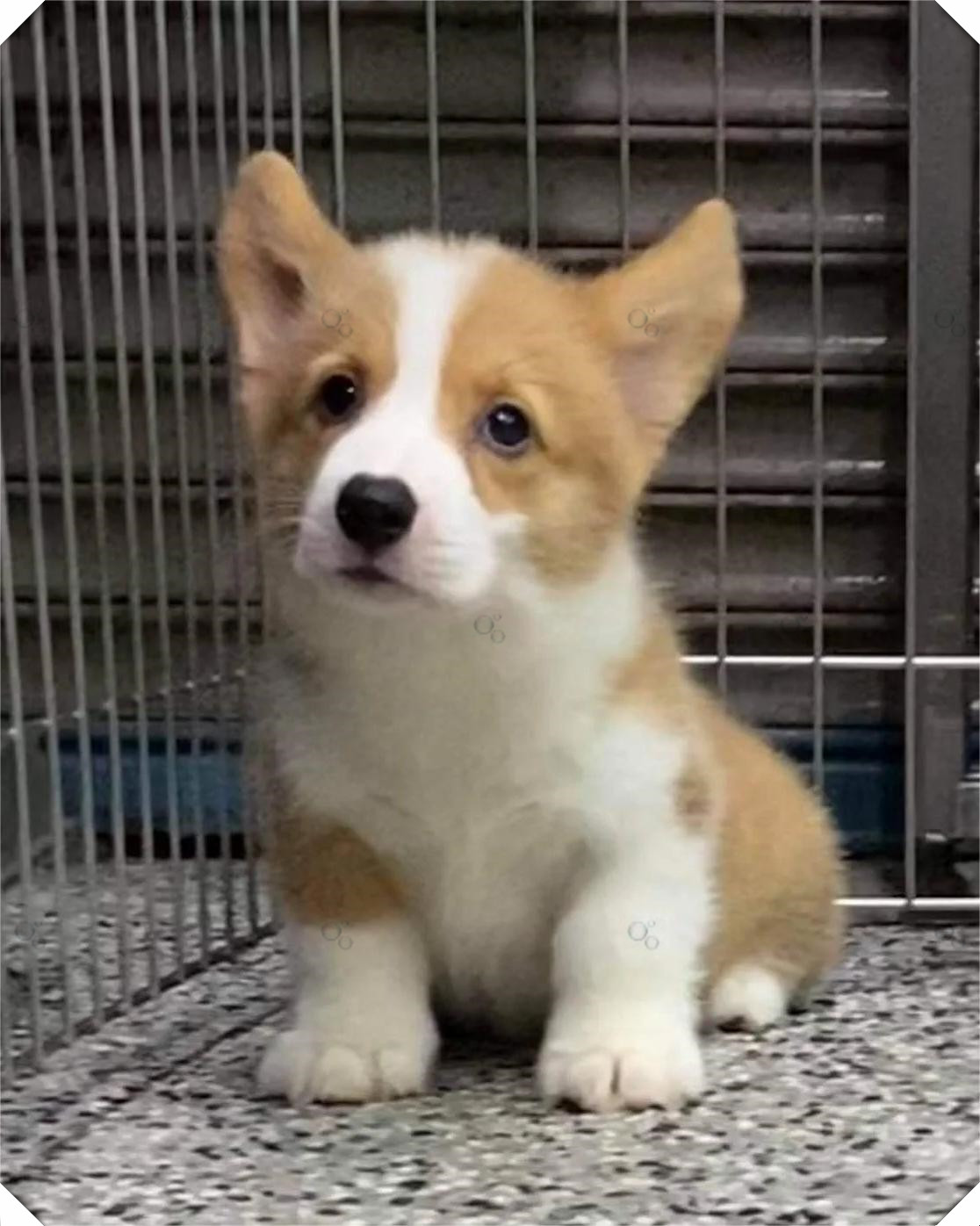 1外观软萌,短腿肥臀:柯基的小短腿在狗界可是一流的,成年的柯基犬