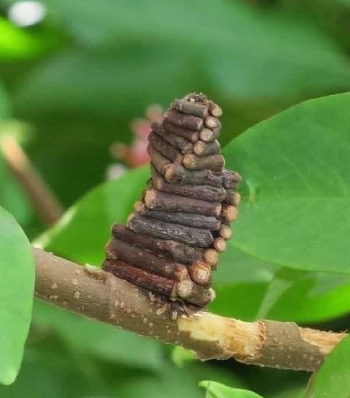 蓑蛾的幼虫会收集树枝并用丝将树枝整齐地搭建在一起,形成一个螺旋