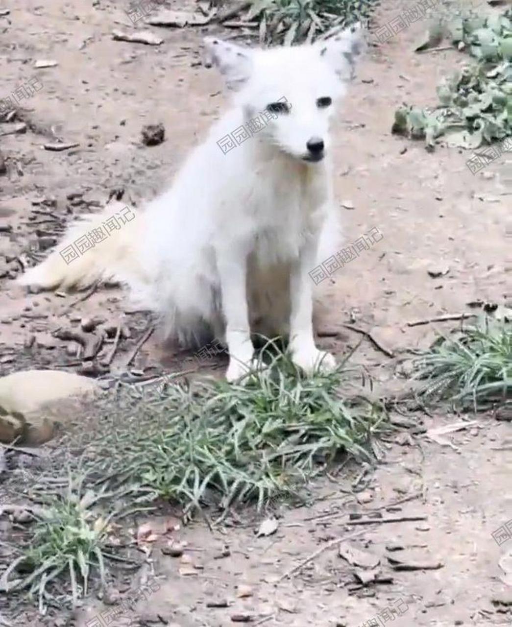 这两只白狐,可真是对比鲜明啊!