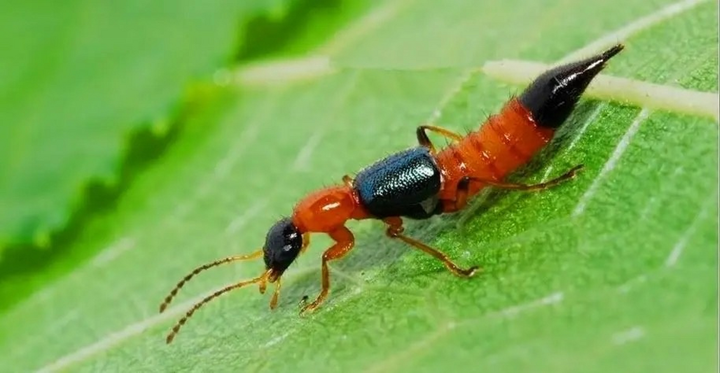 隐翅虫又称会飞的硫酸,遇到这种虫子可以将其吹飞或者剧烈甩动,使其