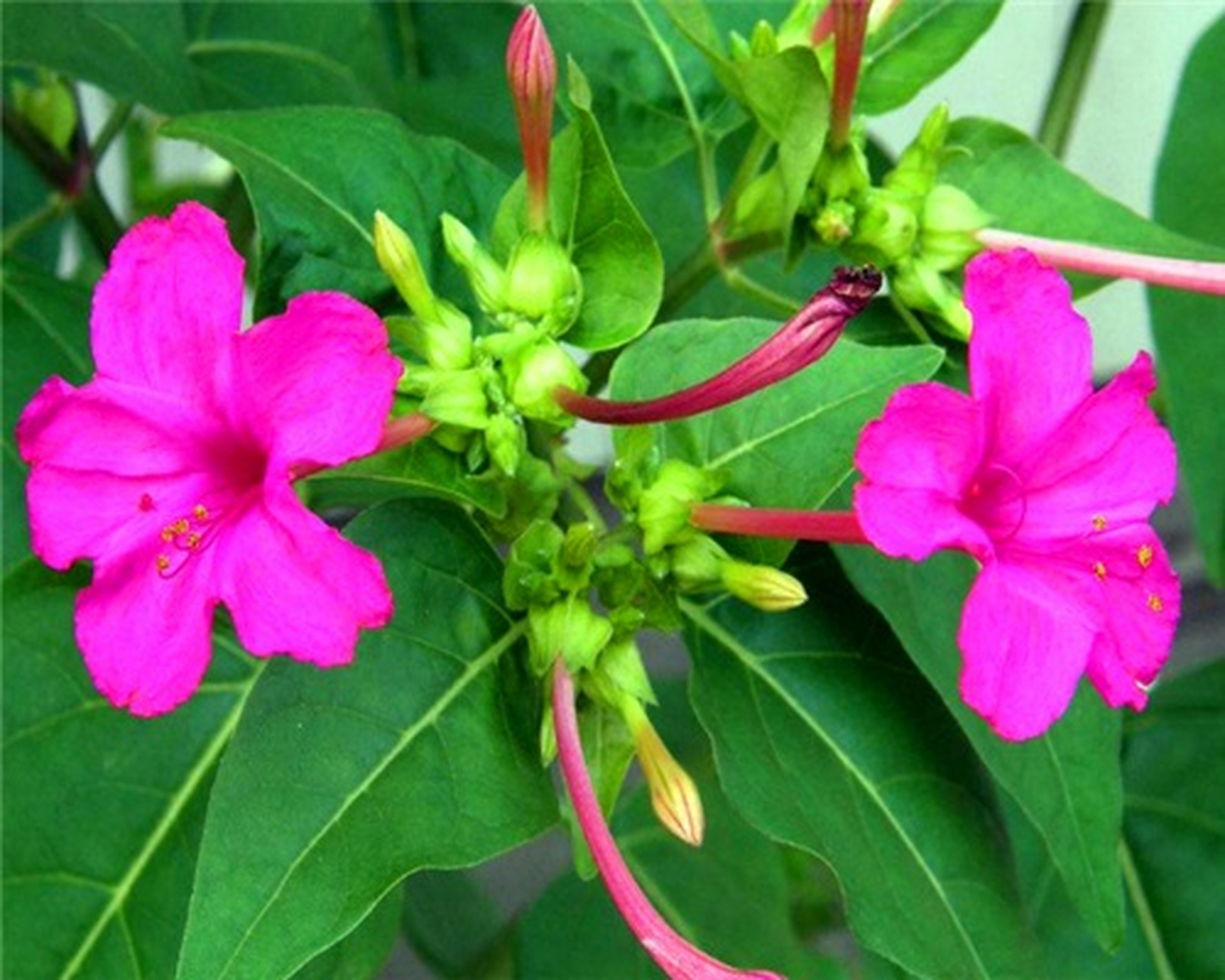 今天,我们就来聊一聊盆栽紫茉莉的养殖方法和注意事项.