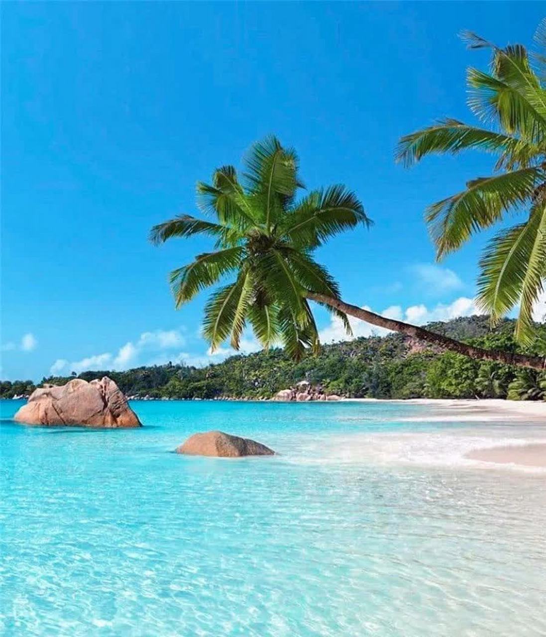 椰子树,沙滩,大海,岛上的美丽景色令人着迷.