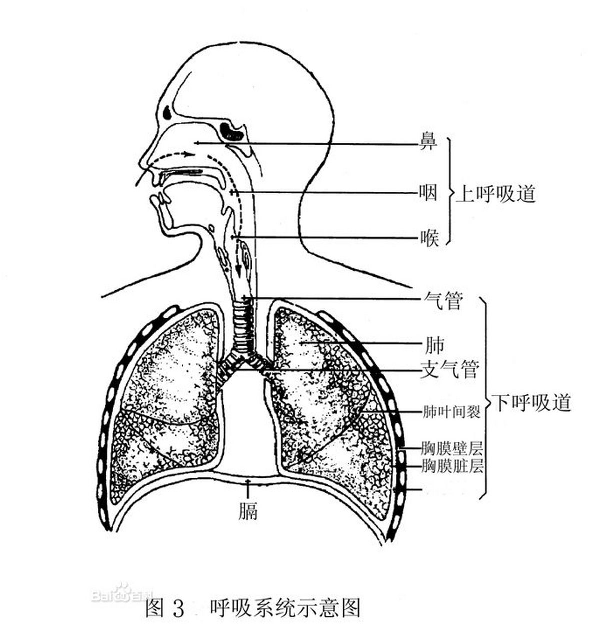 呼吸道结构图简笔画图片