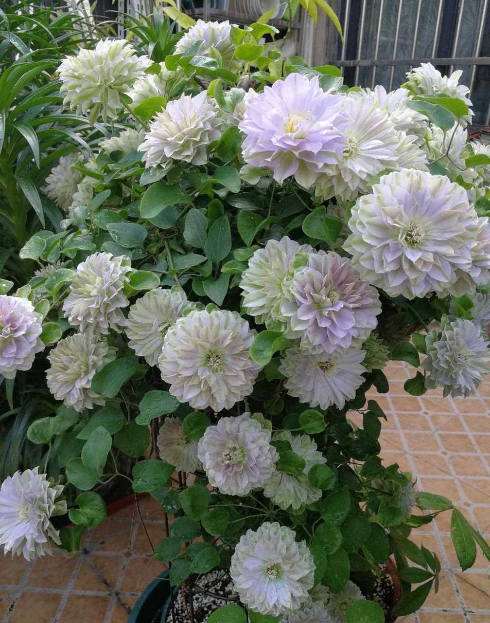 长得像牡丹花的铁线莲——琉璃,花大色美,花型圆润饱满,淡淡的雪青色