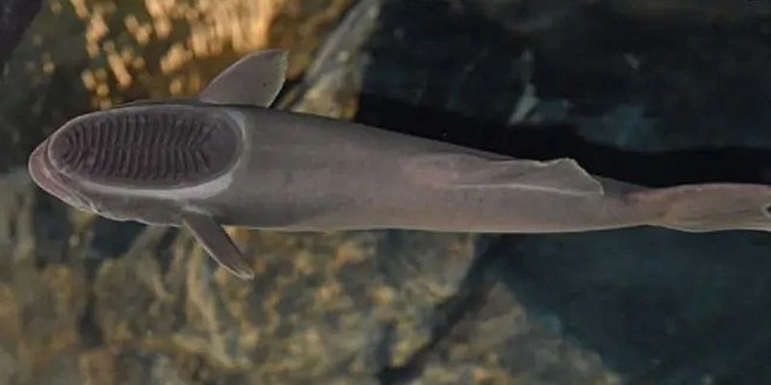 这条鱼好像鞋刷子啊 头好像被打扁啦 印鱼 头部扁