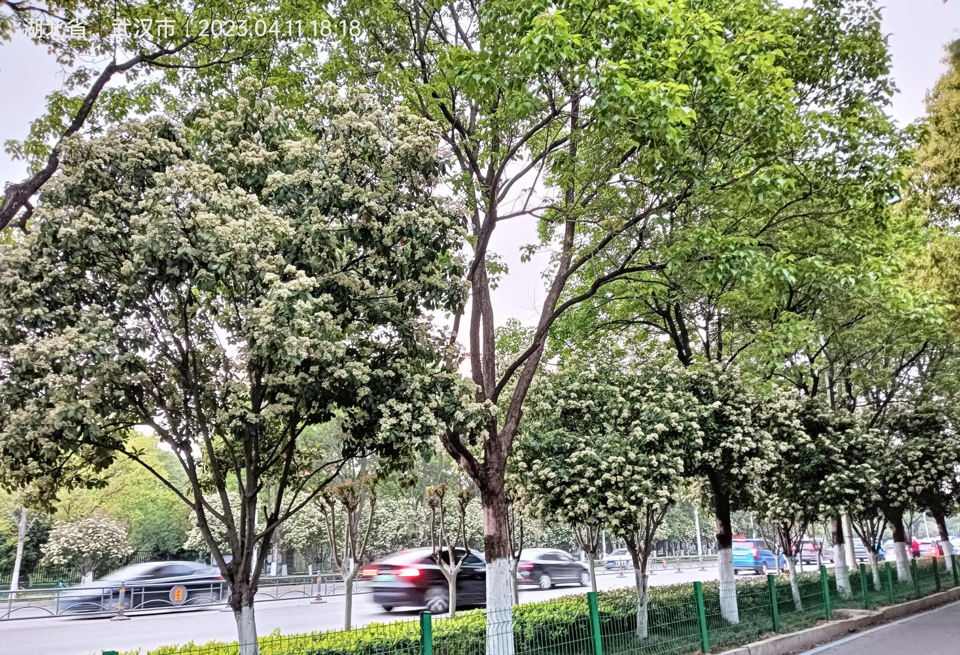 在武汉很多这种树,散发出来一种闻着男性荷尔蒙的味道.
