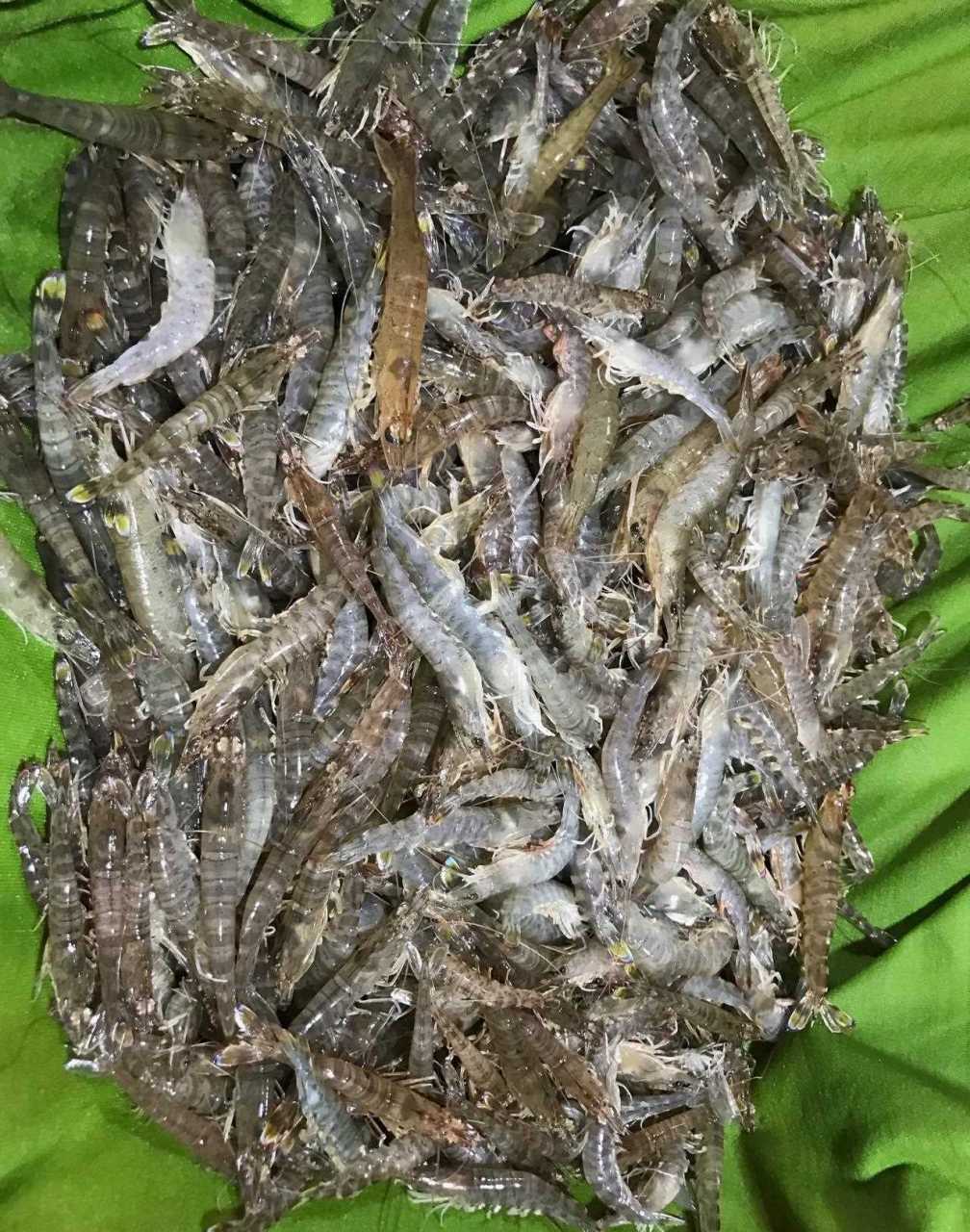 图中的小虾,叫沙虾,是老渔民在一望无际的沙滩上,用一种类似于猪