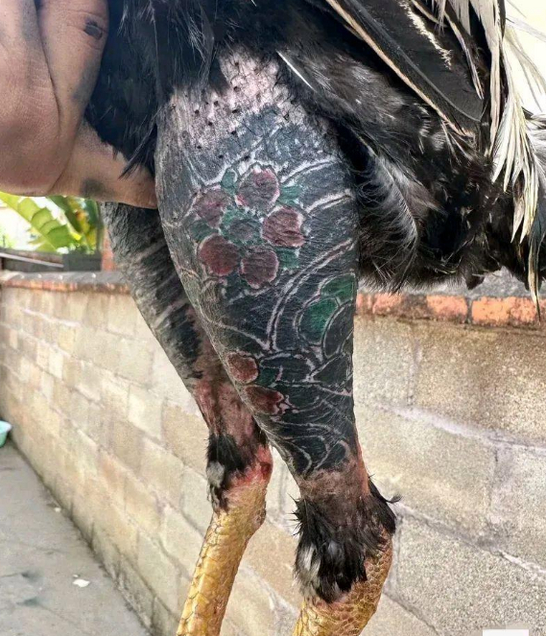 这个鸡居然还纹身,太有趣了!我们一起来看看它的纹身图案是什么吧!