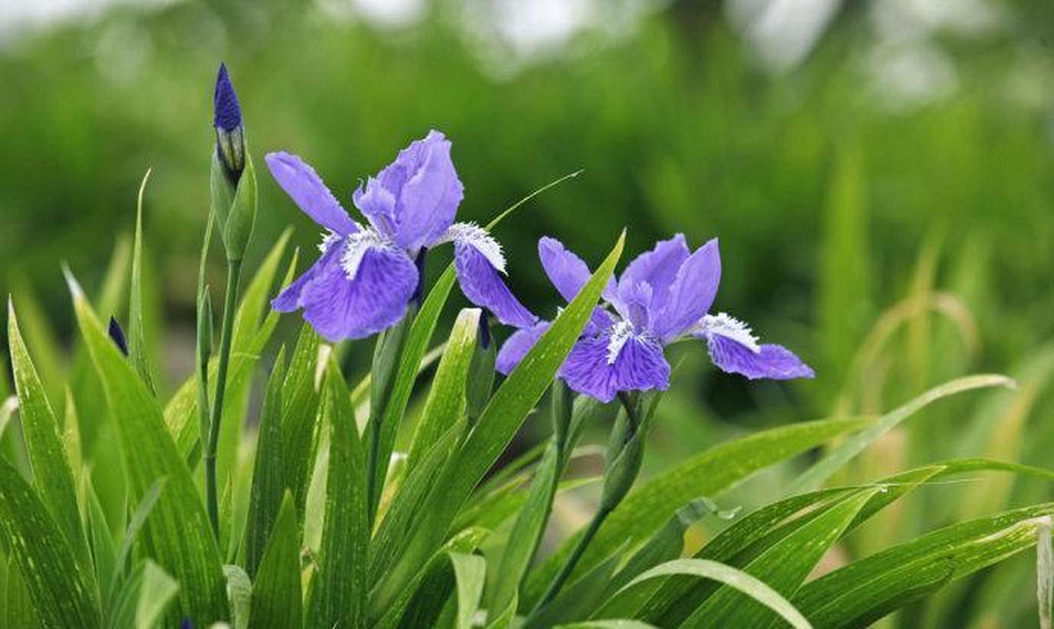 田園風植物——紫花鳶尾: 紫花鳶尾也叫扁竹花,藍蝴蝶,它屬於鳶尾科