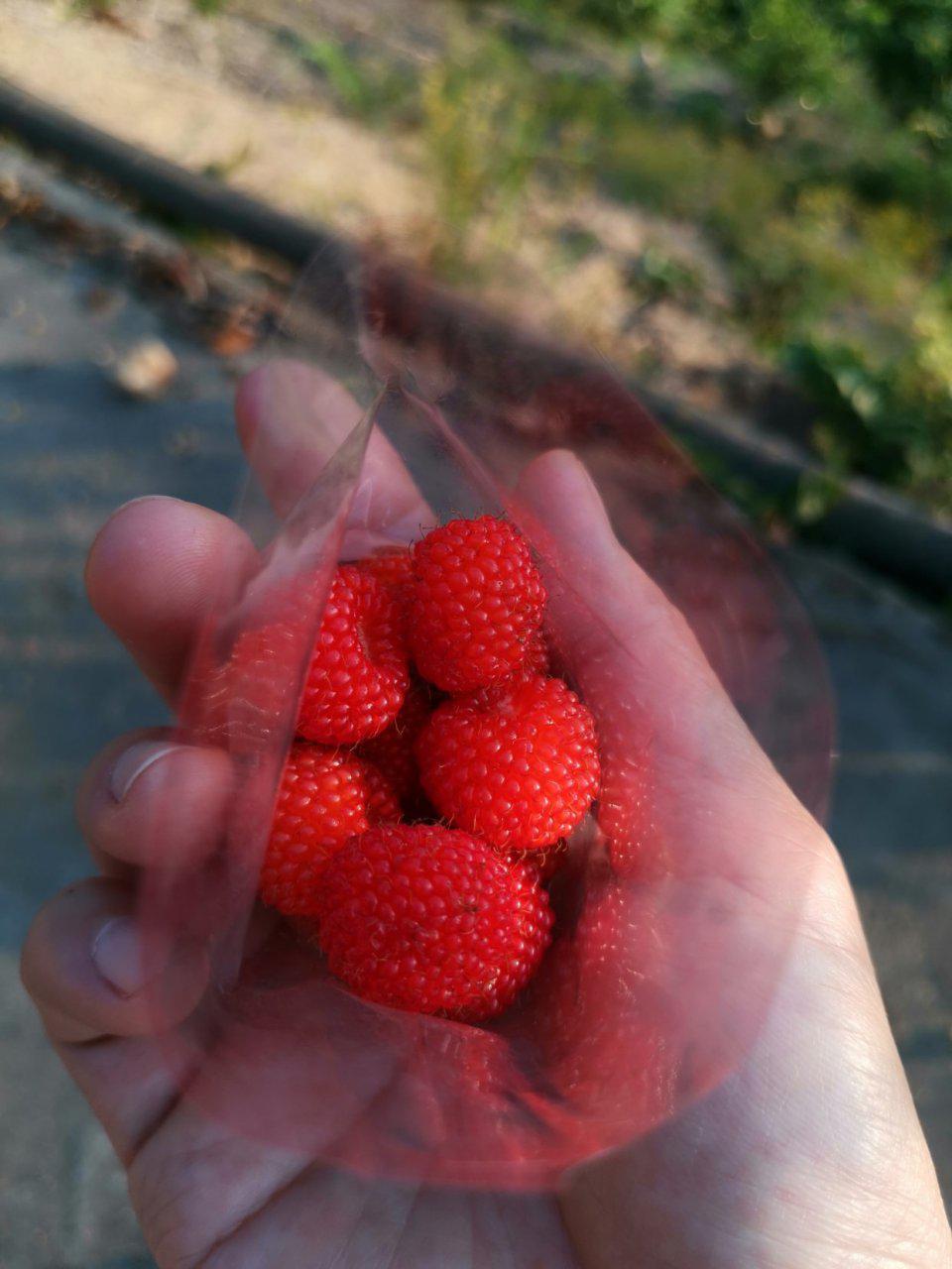 发现这个假期, 朋友圈都再摘这野生的红果子!