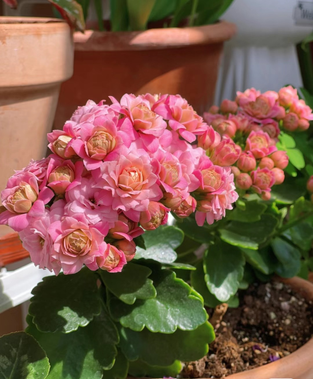 秋天,是适合养长寿花的季节.