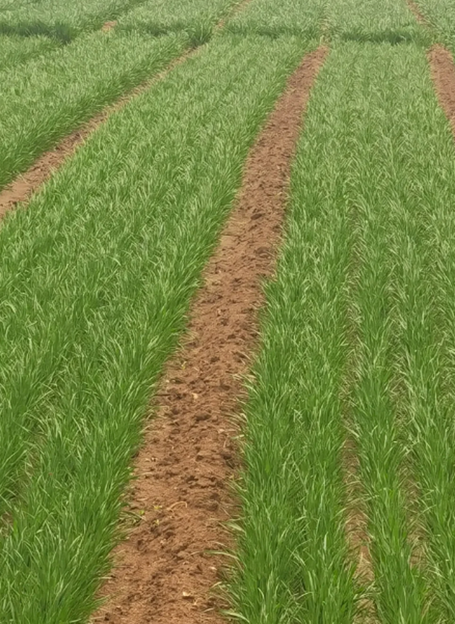 这是麦苗还是韭菜呀?[捂脸]