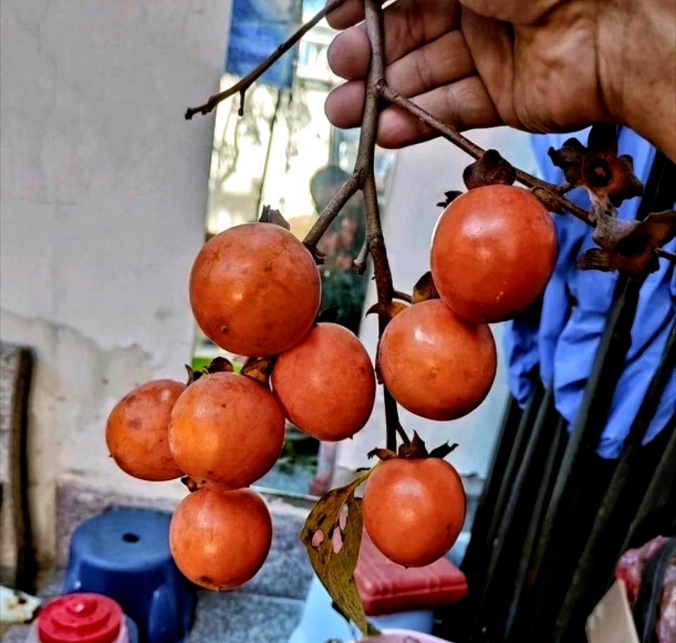 你尝过这种非常甜的野柿子吗?它需要完全成熟才能食用.