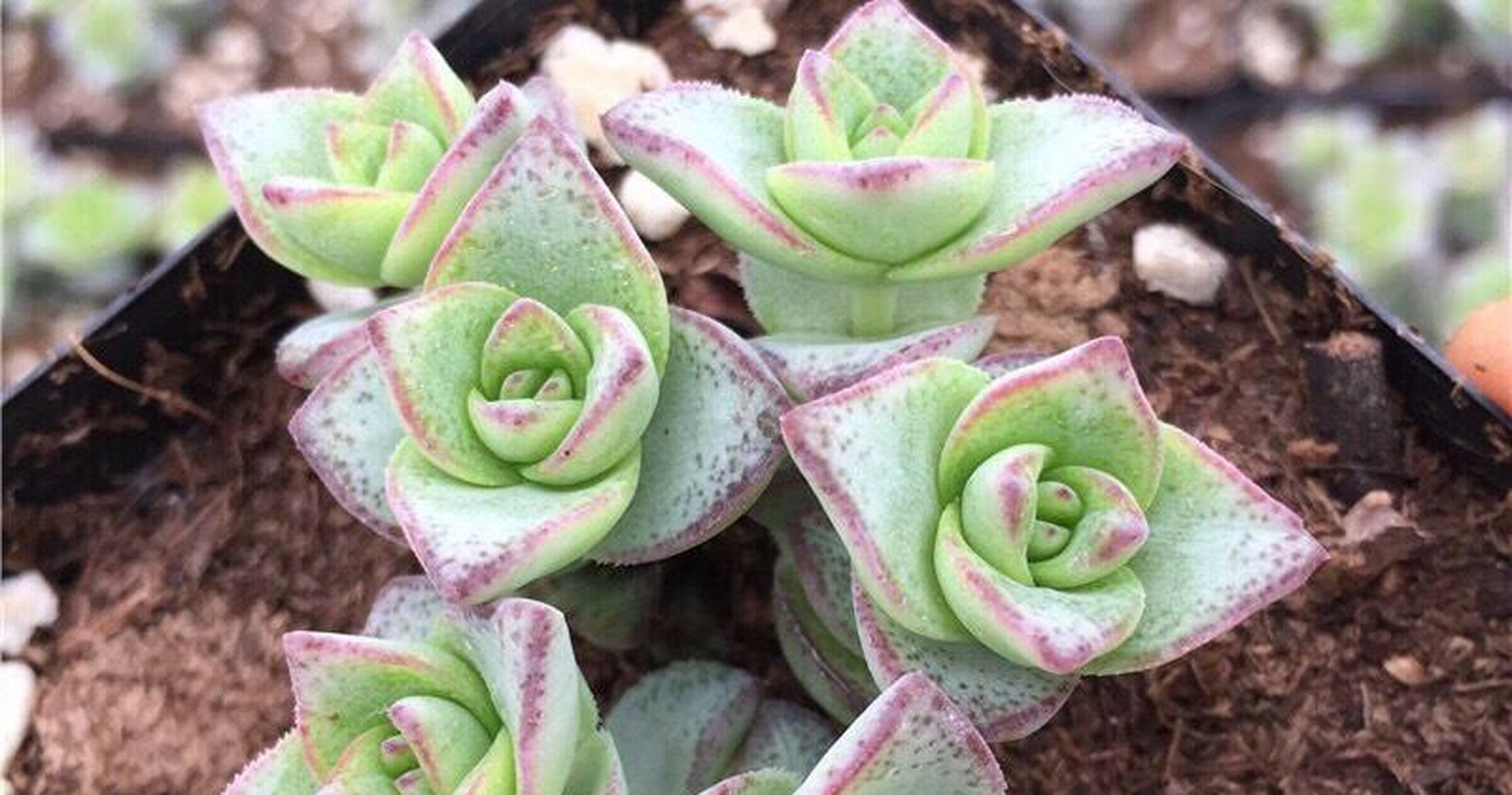 多肉色彩斑斓,唯独黑色不常见.