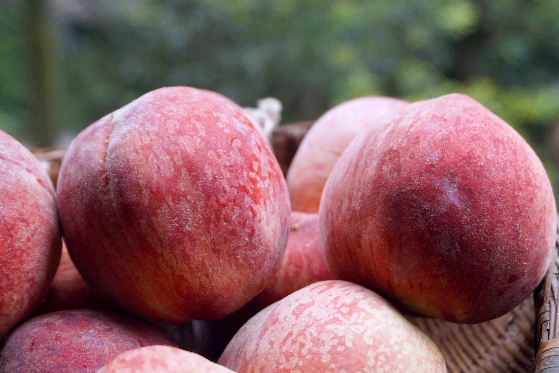 能体现成都龙泉驿水蜜桃真正特色的"撕皮型"头茬桃子熟了.