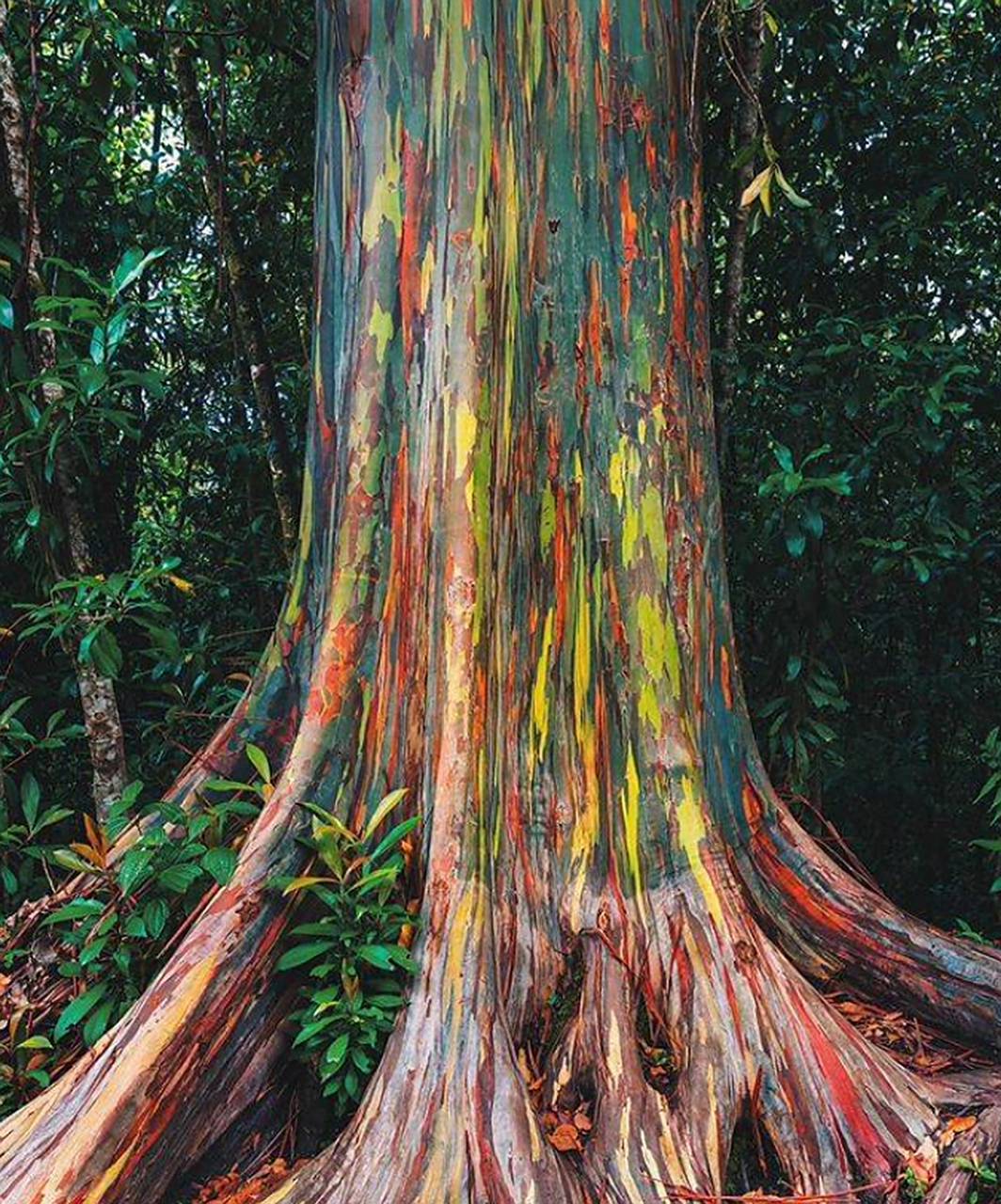 美丽的彩虹桉树,这种与众不同的彩色现象因树皮在不同时间脱落所致,不