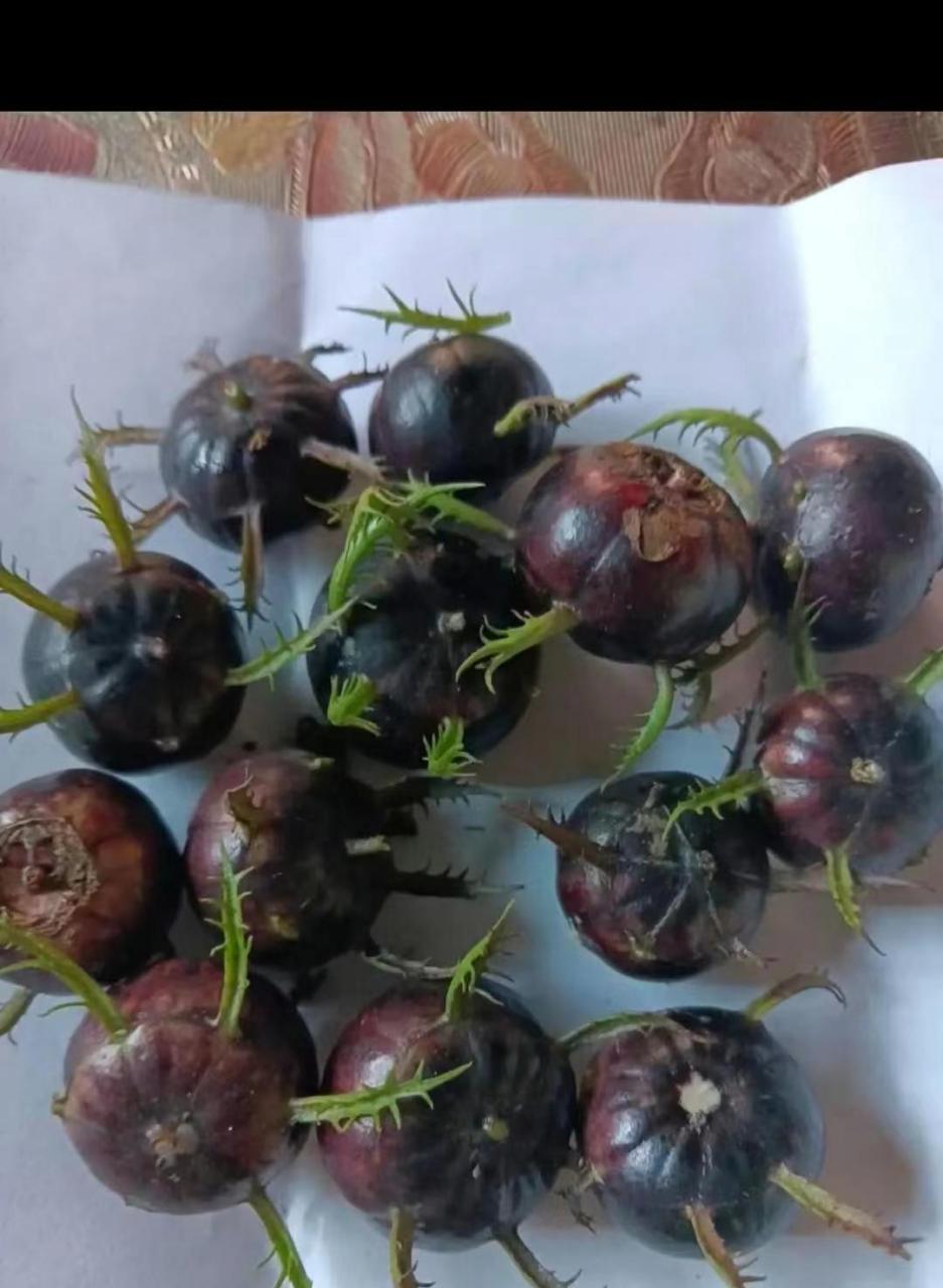 网友:同事送的山竹发芽了,还能吃吗?