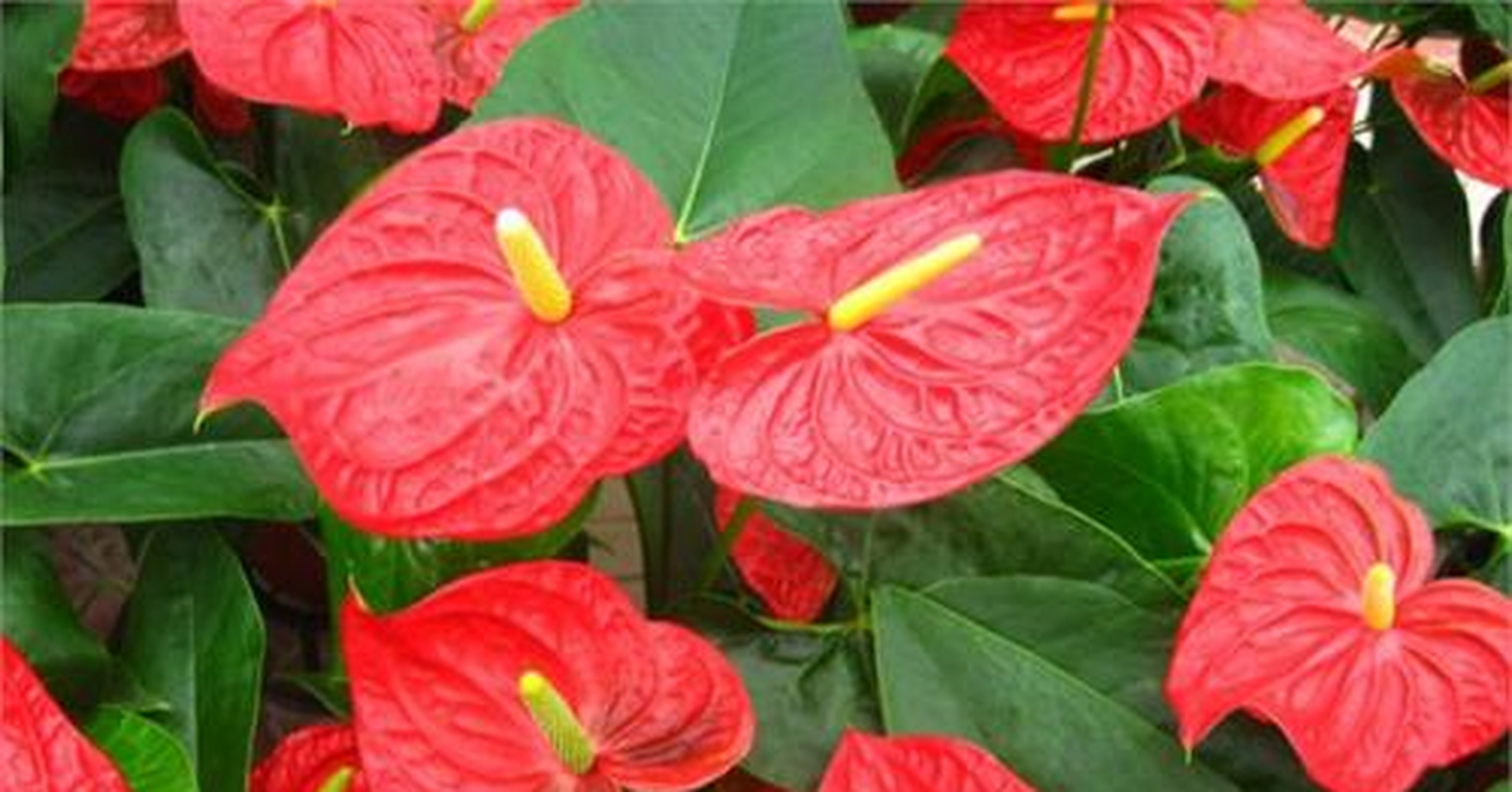 观赏花卉(观赏花卉在夏季开花的有)