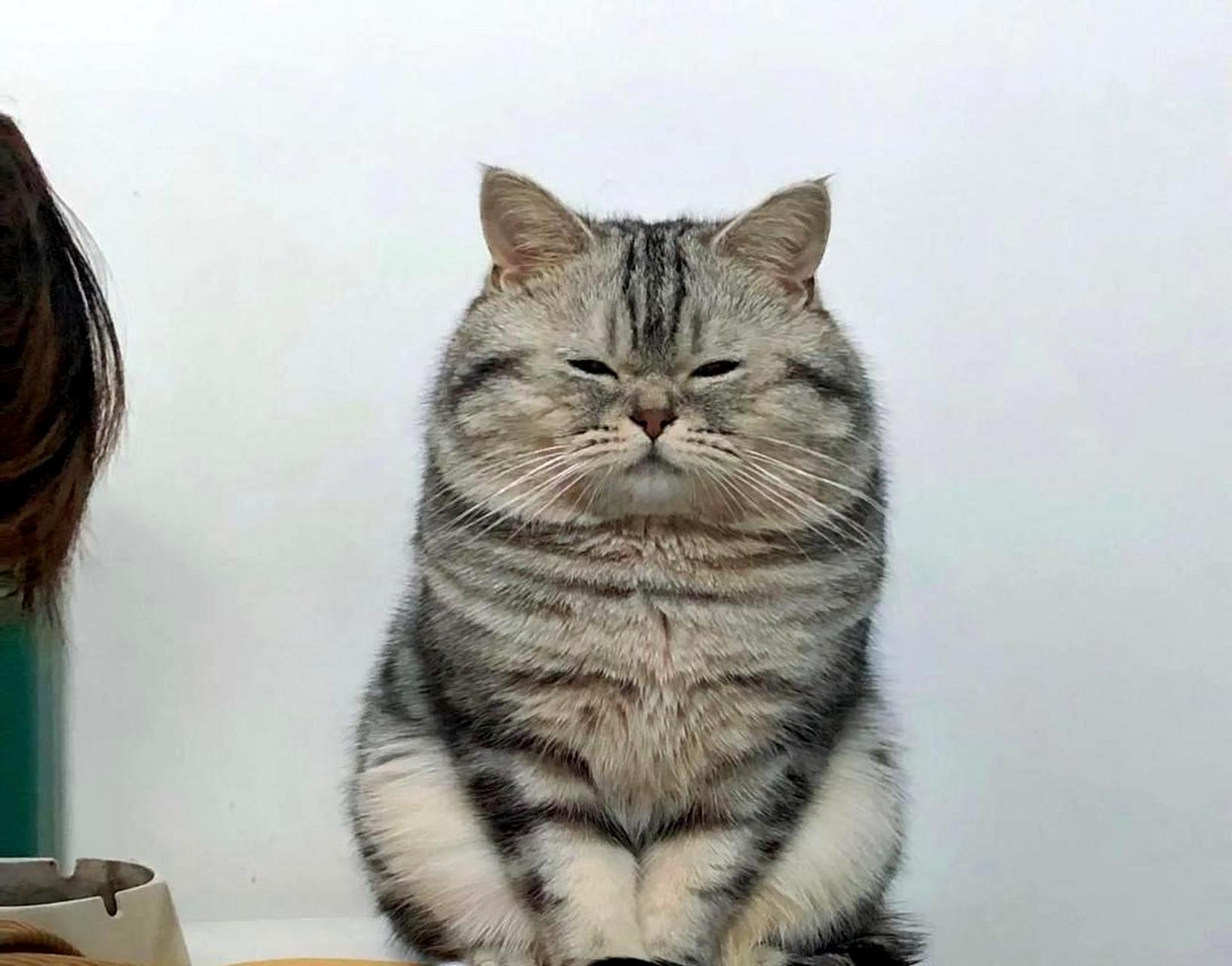 这只猫咪太胖了,发腮的脸盘子让它的五官显得很小.