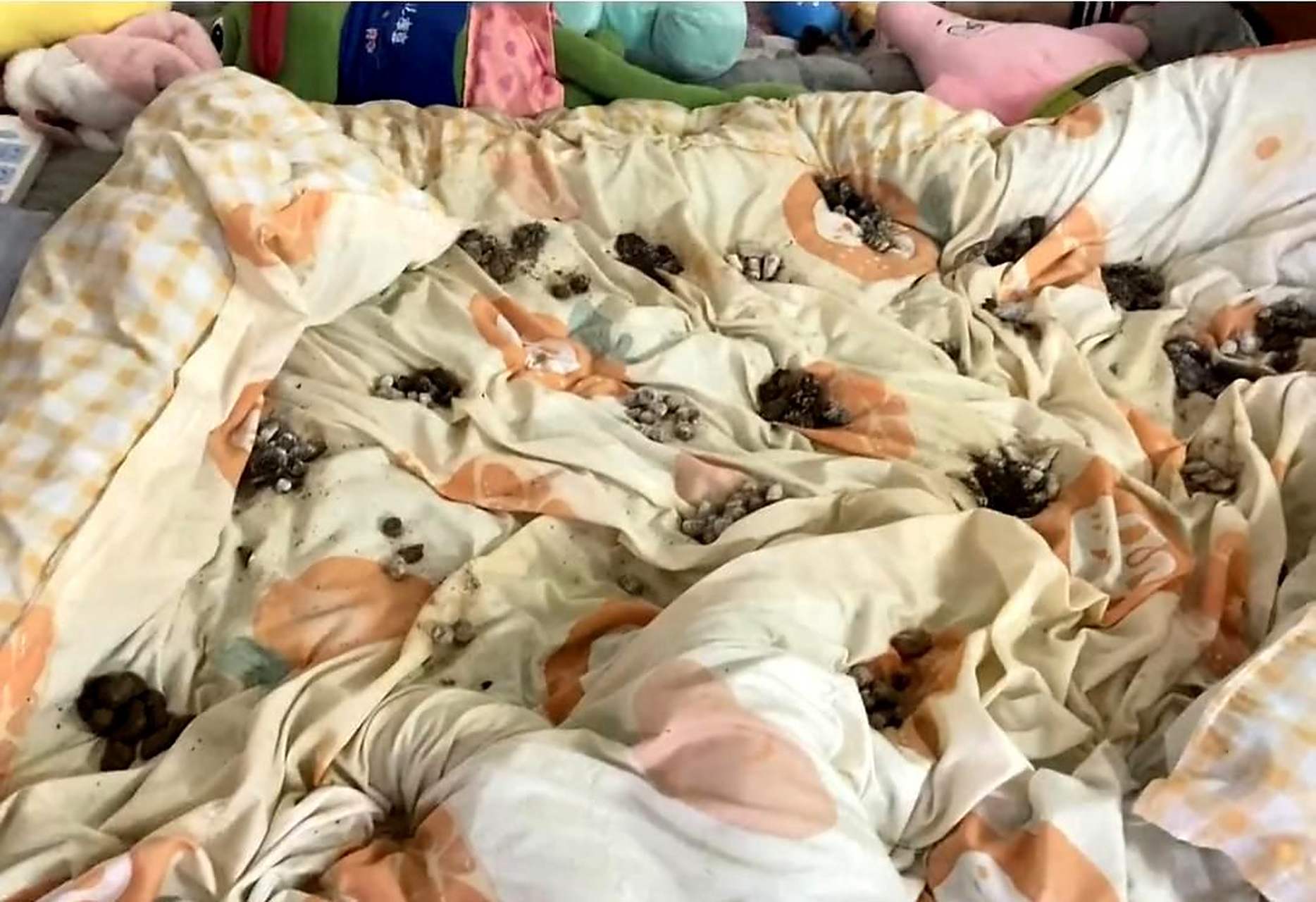 主人旅游归来,惊见床上便便满布,心情瞬间崩溃!