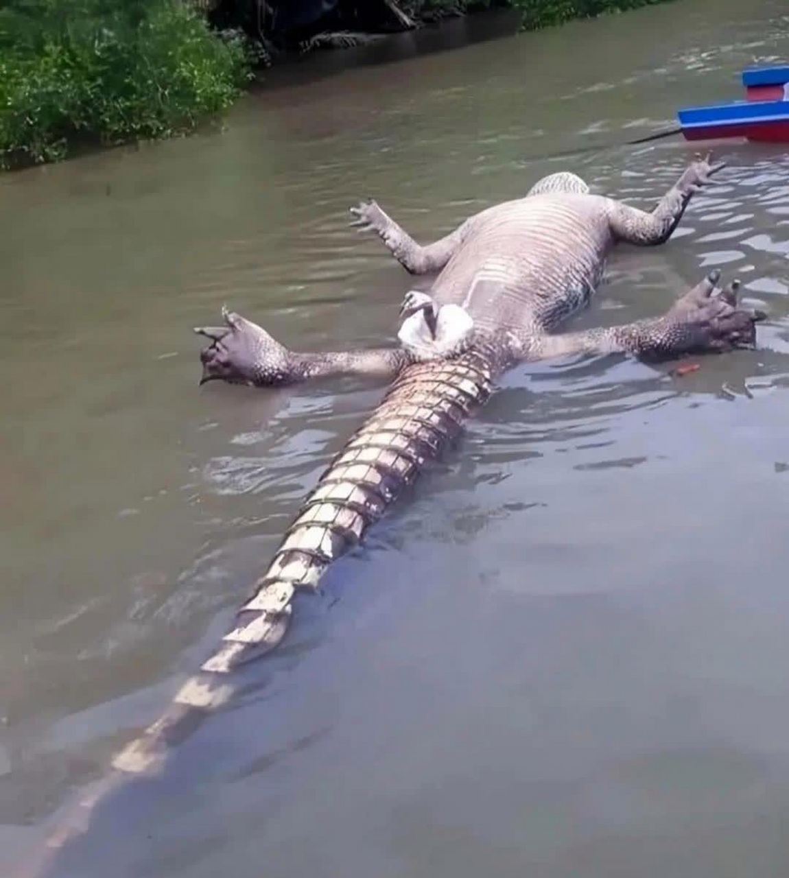 这条死鳄鱼翻了个身,是鸭子还是什么东西[没眼看]