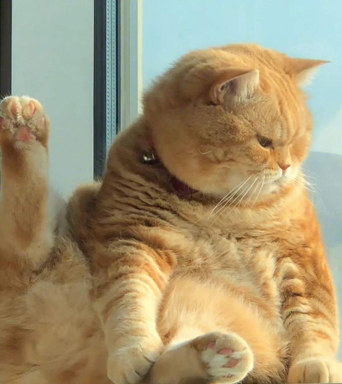 大胖橘猫的样子,是否像极了没办法出门的你,只能通过窗户看着外面的