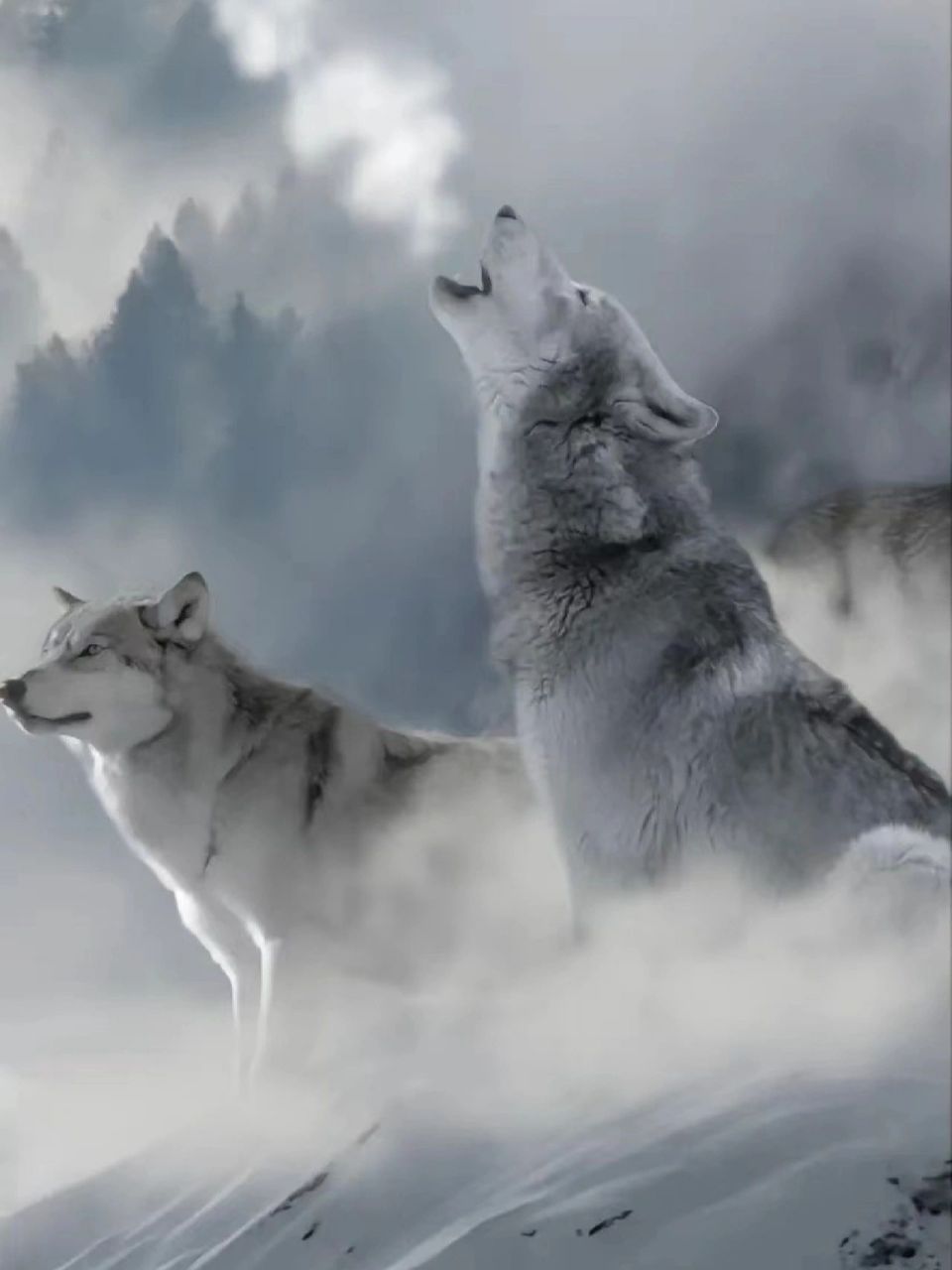 一种没人能拒绝的忠诚又孤傲的物种——狼 有关狼的文化从古至今一直