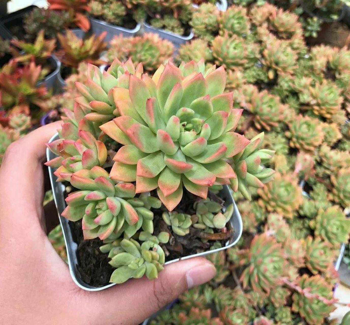 多肉马库斯摄影拍摄教程，技巧大全