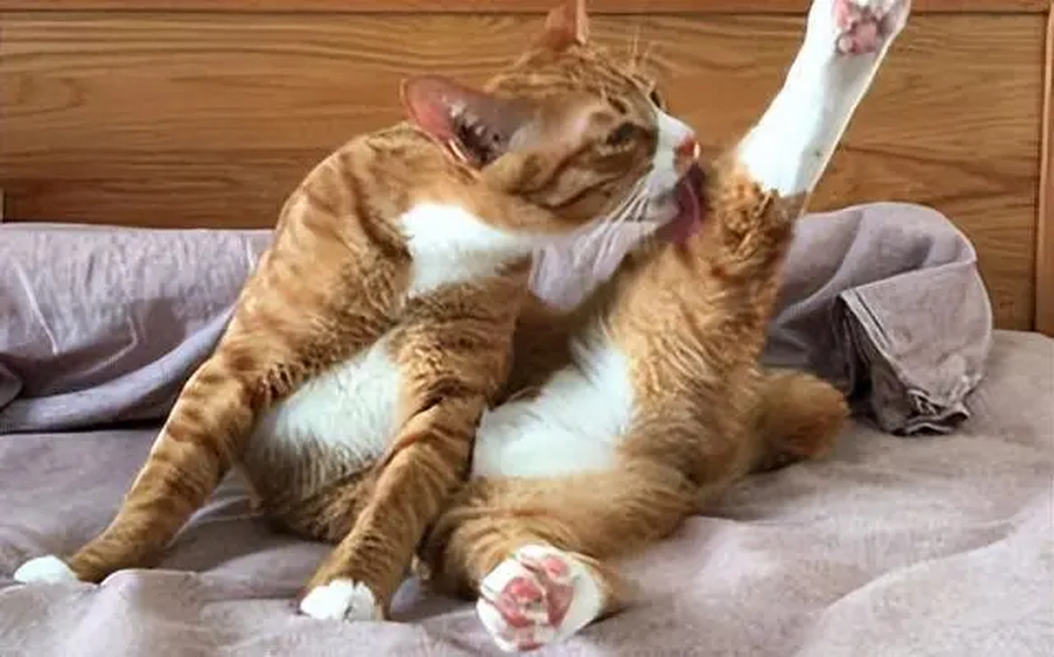 进来看猫片:猫咪高抬腿,这个表演你们打几分?