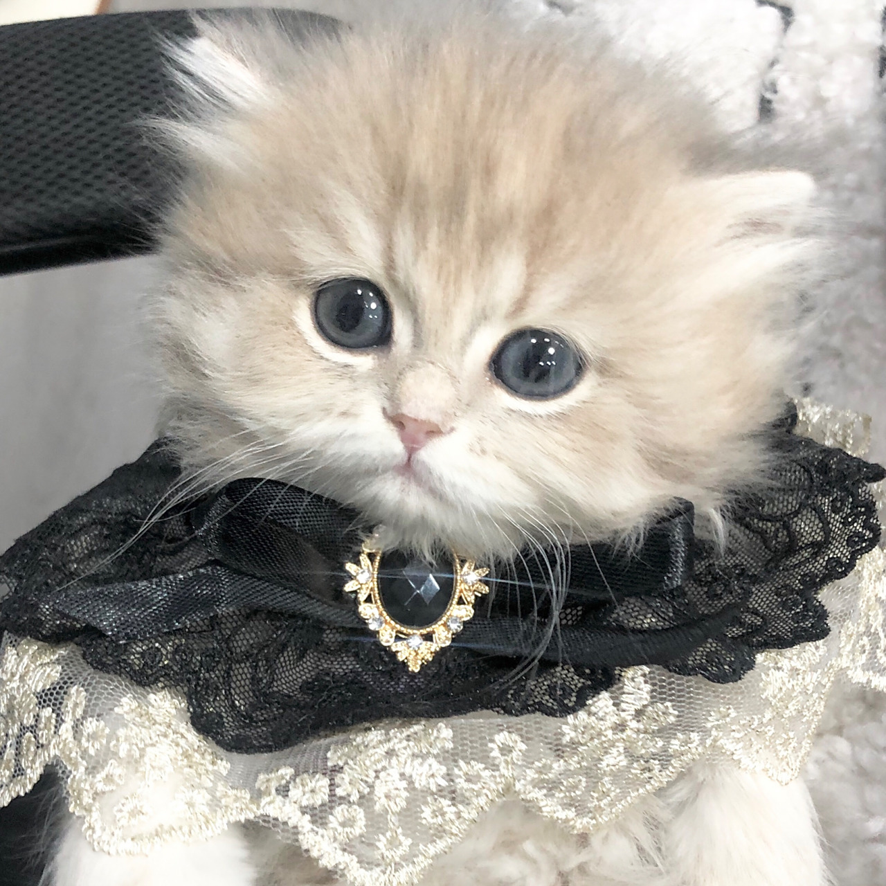 超可爱蓝金猫猫头像分享 呜呜呜我们蓝金长毛妹妹太可爱了 这样的猫猫