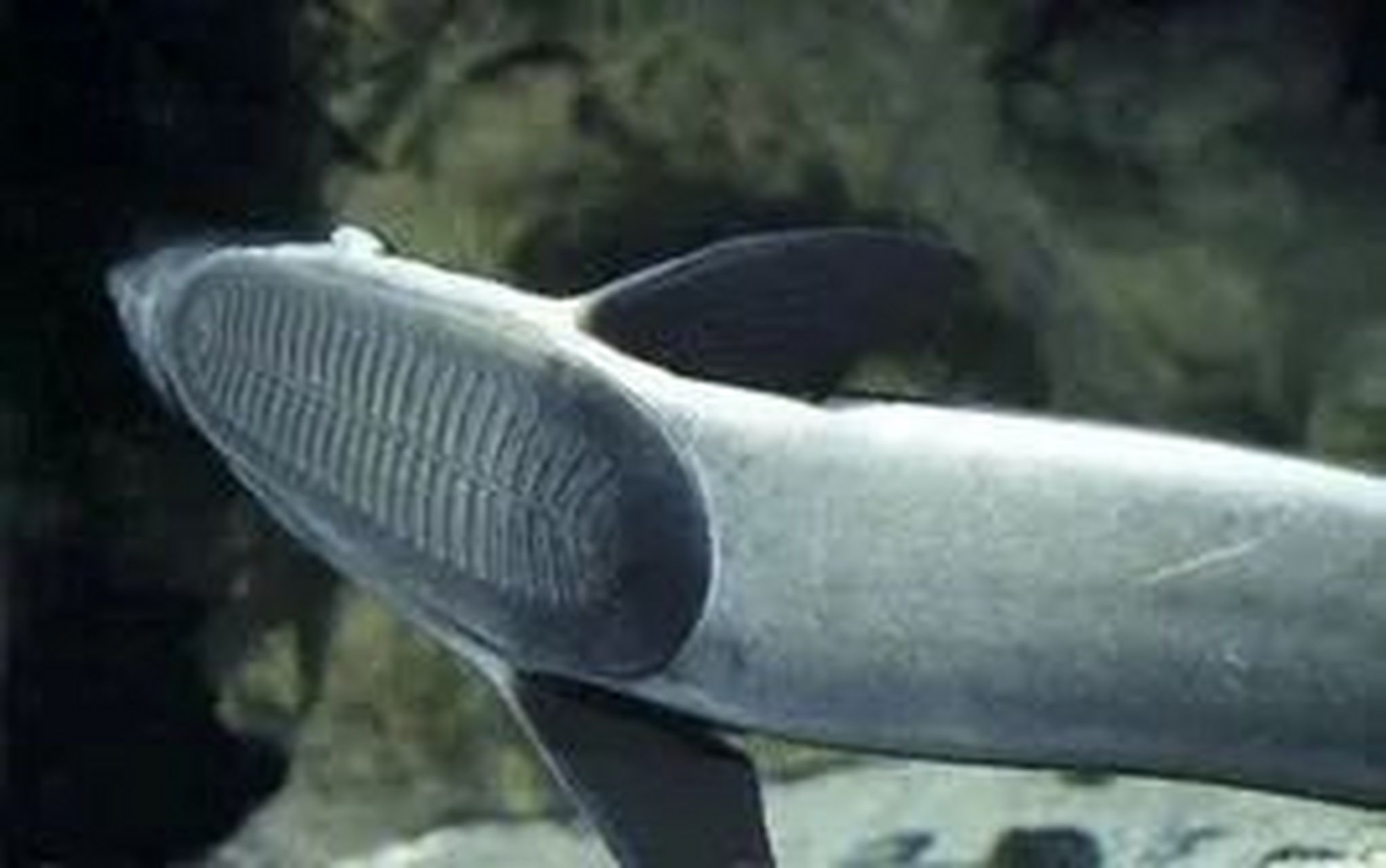 这条鱼好像鞋刷子啊 头好像被打扁啦 印鱼 头部扁平,向后渐成圆柱状