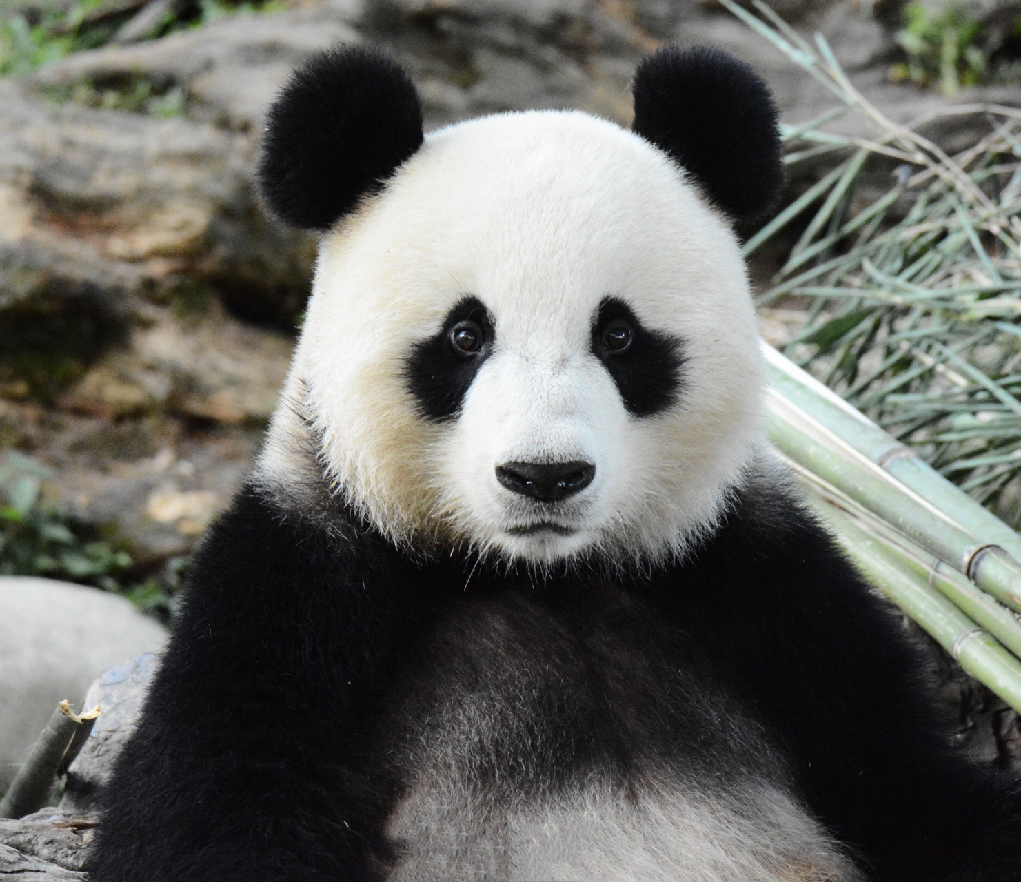 锦心:2007年8月6日出生,今年:16岁  现居住在:陕西省野生珍稀动物抢救