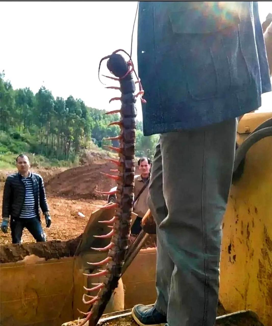 这只巨大的蜈蚣可能已经成精了.