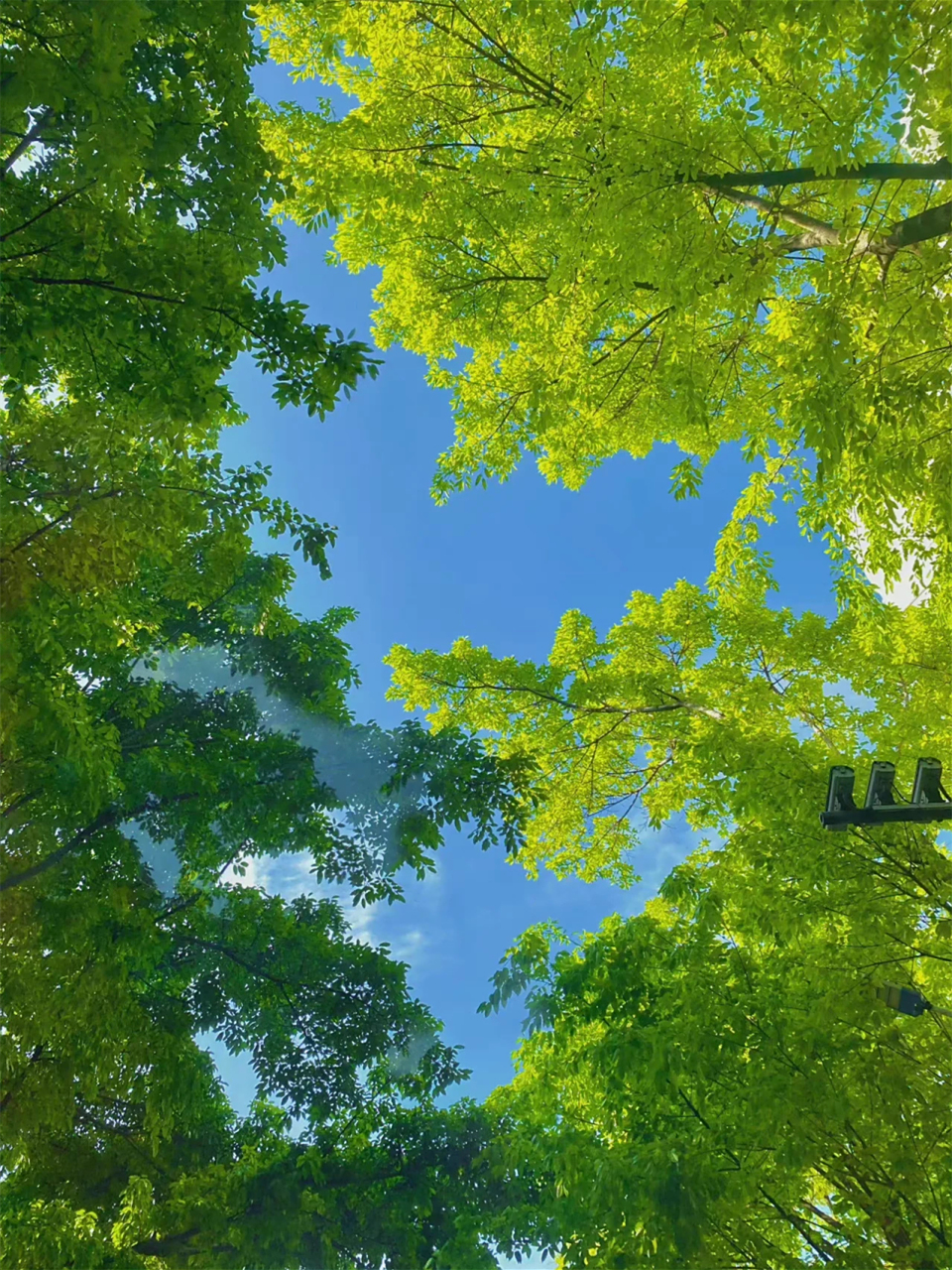 一组绿色系壁纸  需要原图的宝贝们,需要先私信我,我这边才能发图片给