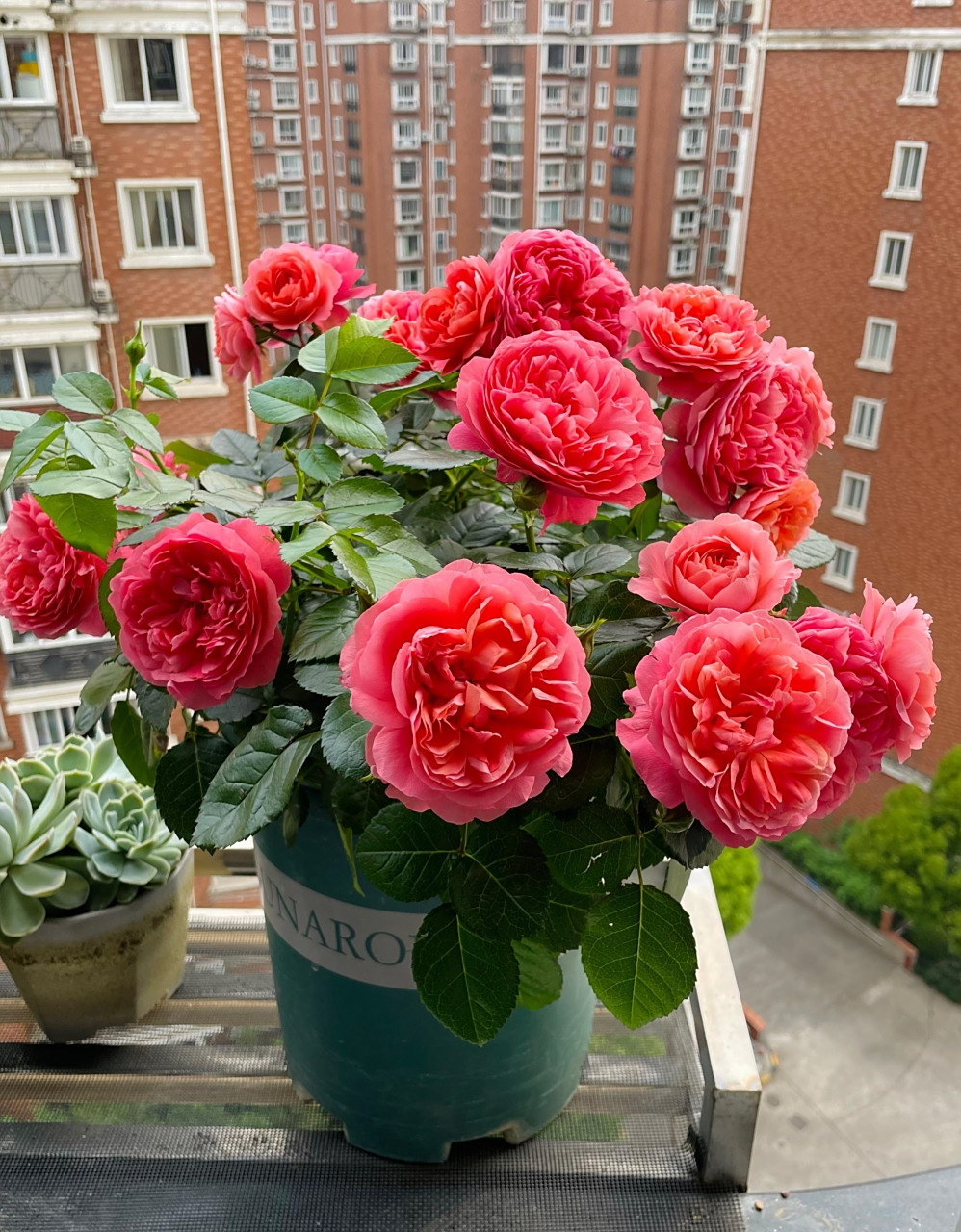 一款适合阳台养的微型月季花——红色果汁阳台,也叫红果汁,我觉得可以