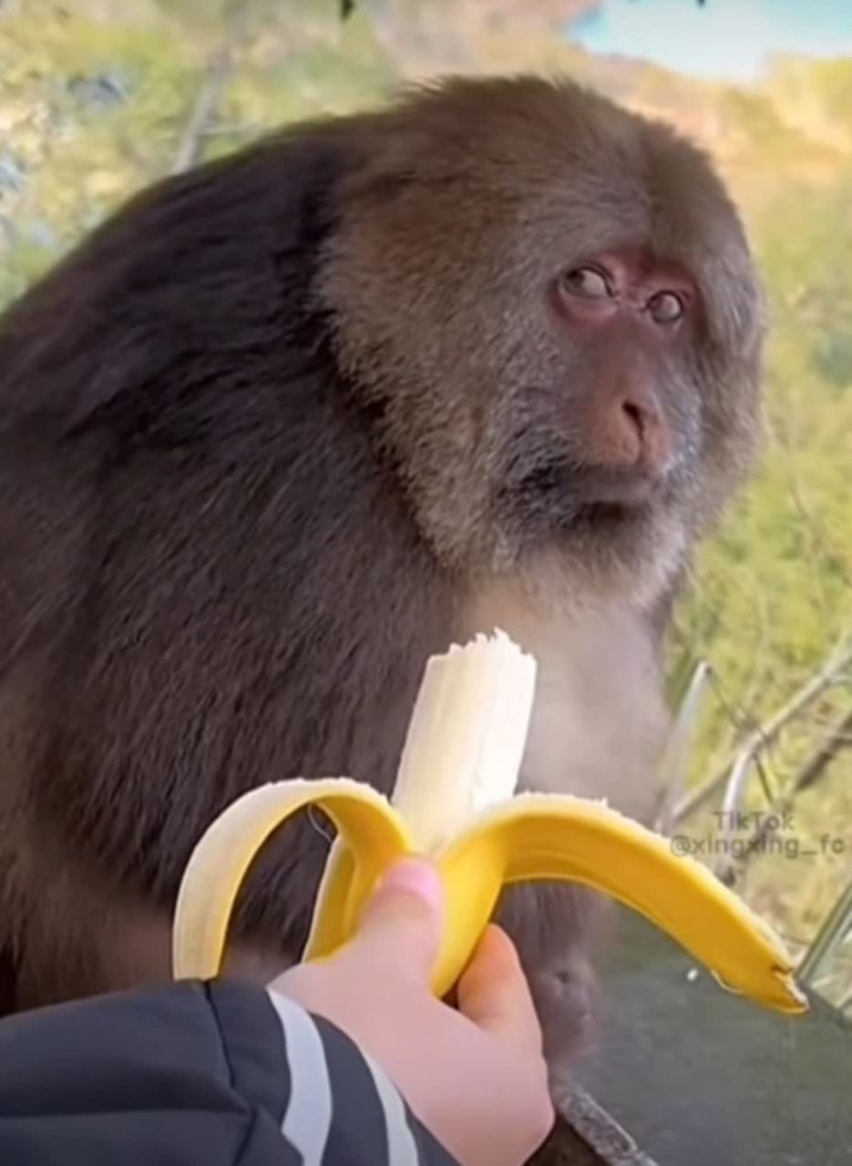 给猴子咬了一口香蕉,猴子露出不喜欢的小表情#趣图呵呵#