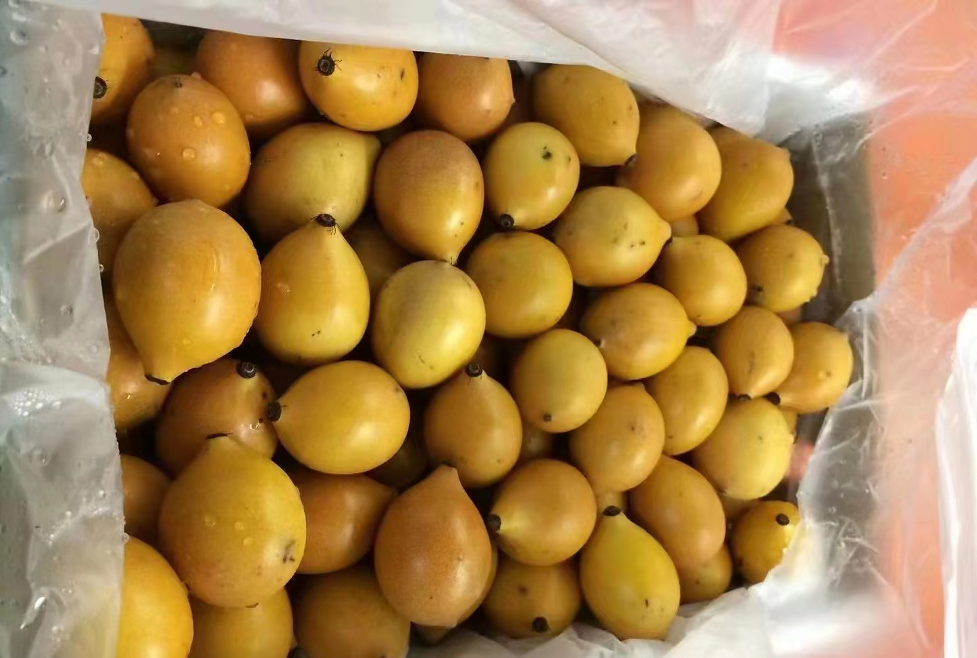 澳洲黄金山竹: 阿恰恰巴拉圭的当地语言意指《一个蜂蜜似的吻》 长相