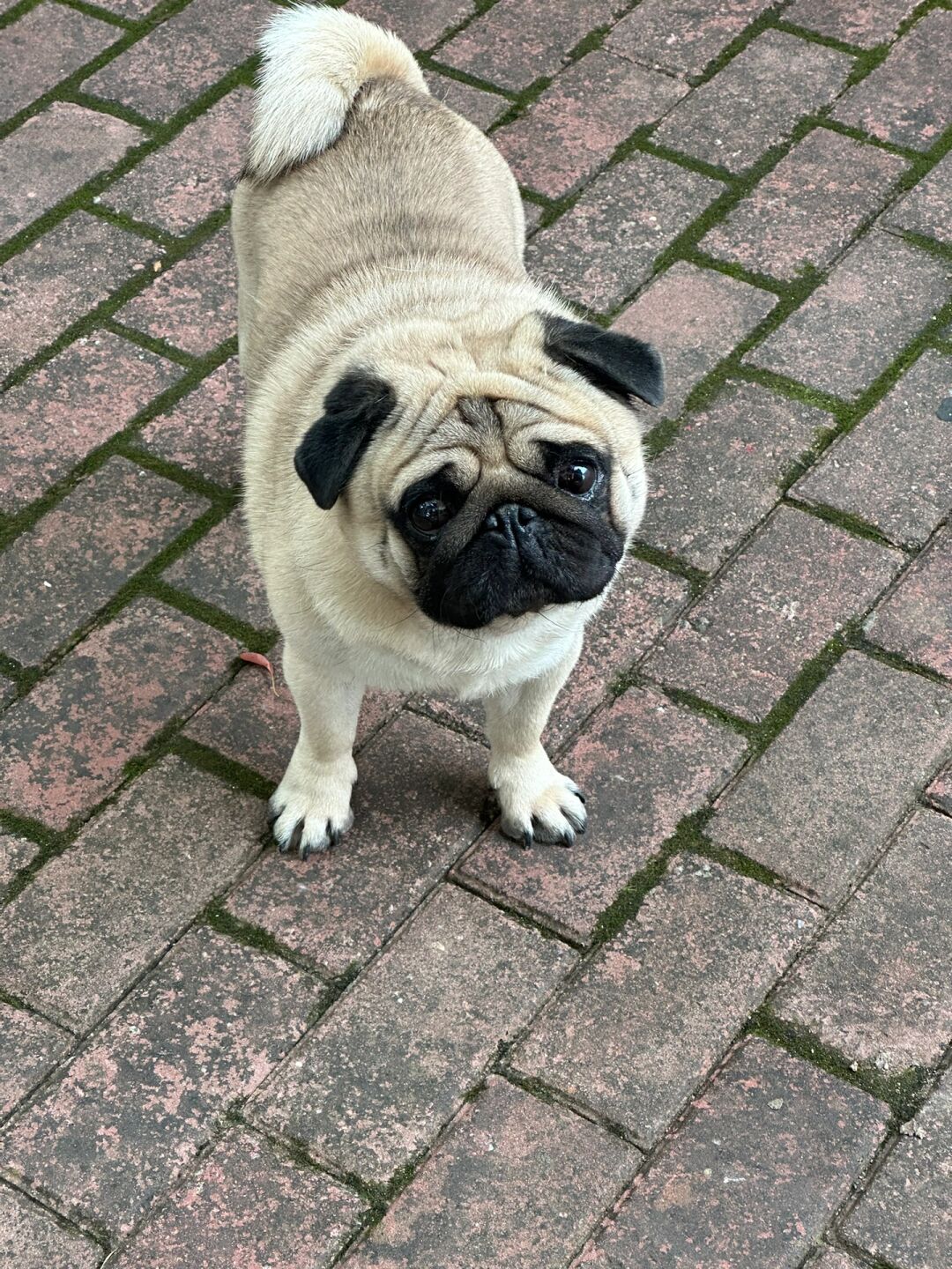 可怜巴巴的小狗 巴哥犬的日常 为什么它总是一副委屈巴巴的样子