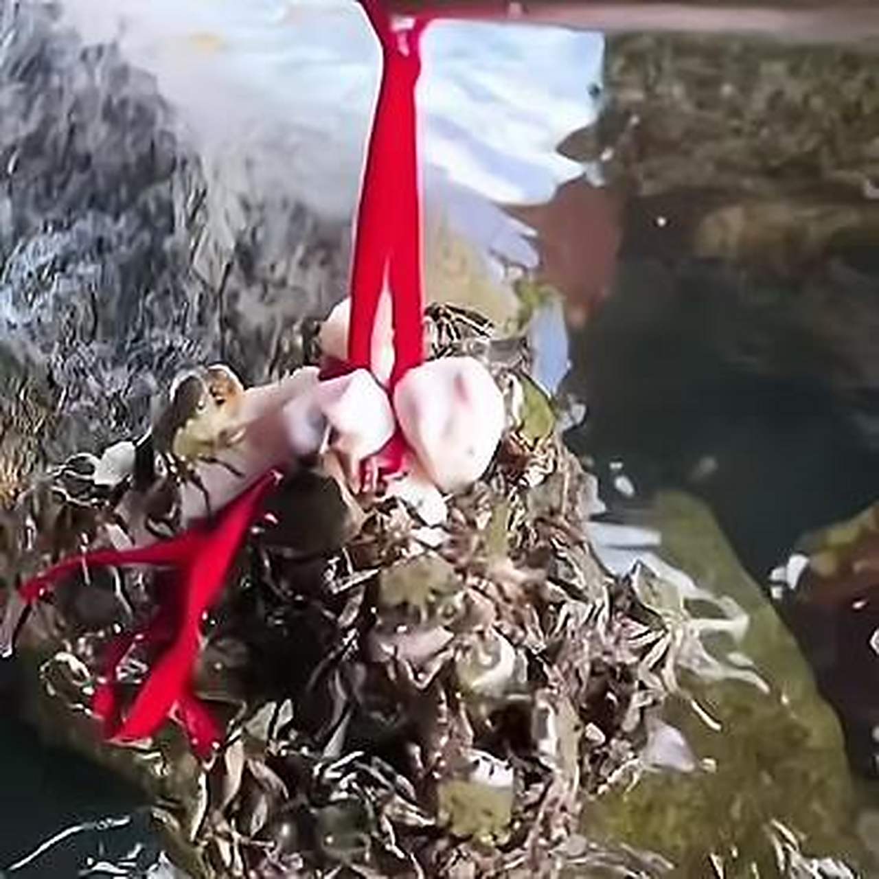 用鸡去钓螃蟹,这操作真牛