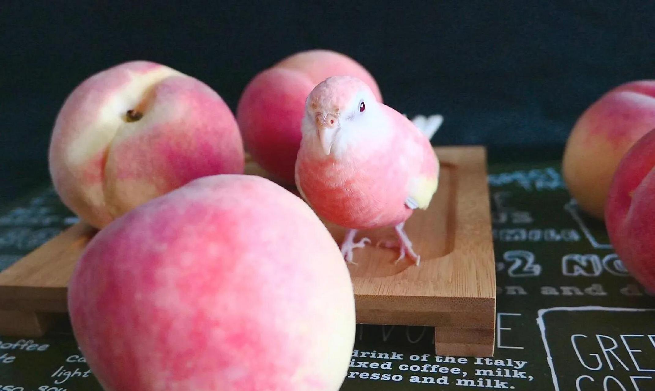 #gif创作人# 伯克氏鹦鹉 水蜜桃色的小鹦鹉～ [心] 原创(twi:lilicast